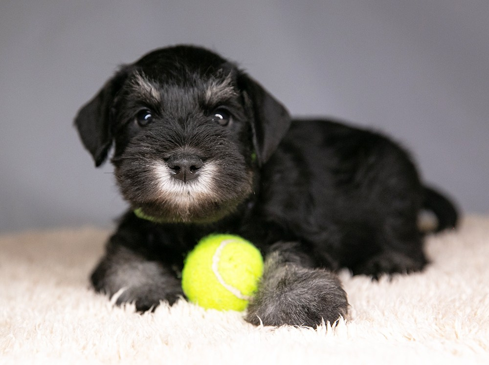 Щеночек предлагается! Юдай/ Делинсо Бэлэнс Юдай Гин-Куро/ Delinso Balance Yudai Gin-Kuro