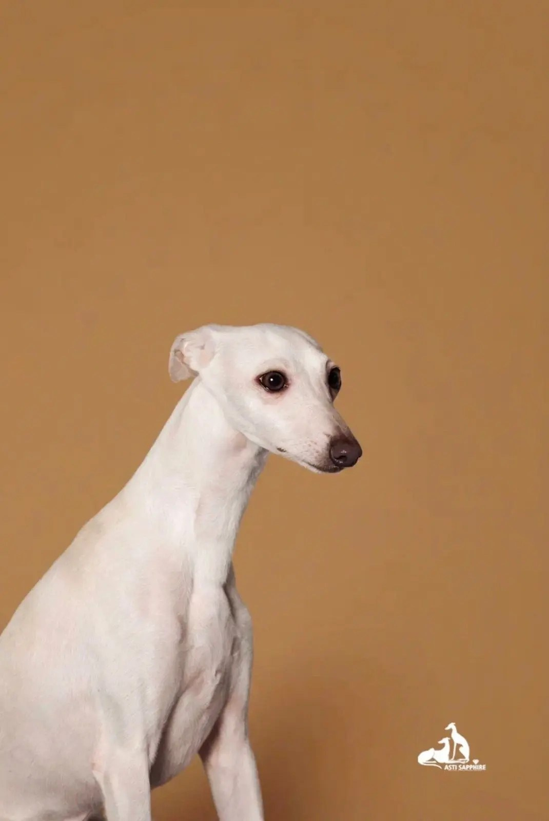 Проверка здоровья. Professional Italian Greyhound Kennel RKF/FCI ASTI SAPPHIRE 💎 Sochi|St. Petersburg