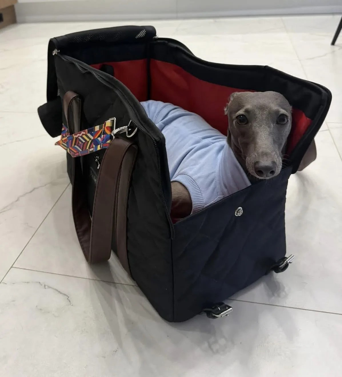 Первые гости в нашем бутике. Professional Italian Greyhound Kennel RKF/FCI ASTI SAPPHIRE 💎 Sochi|St. Petersburg