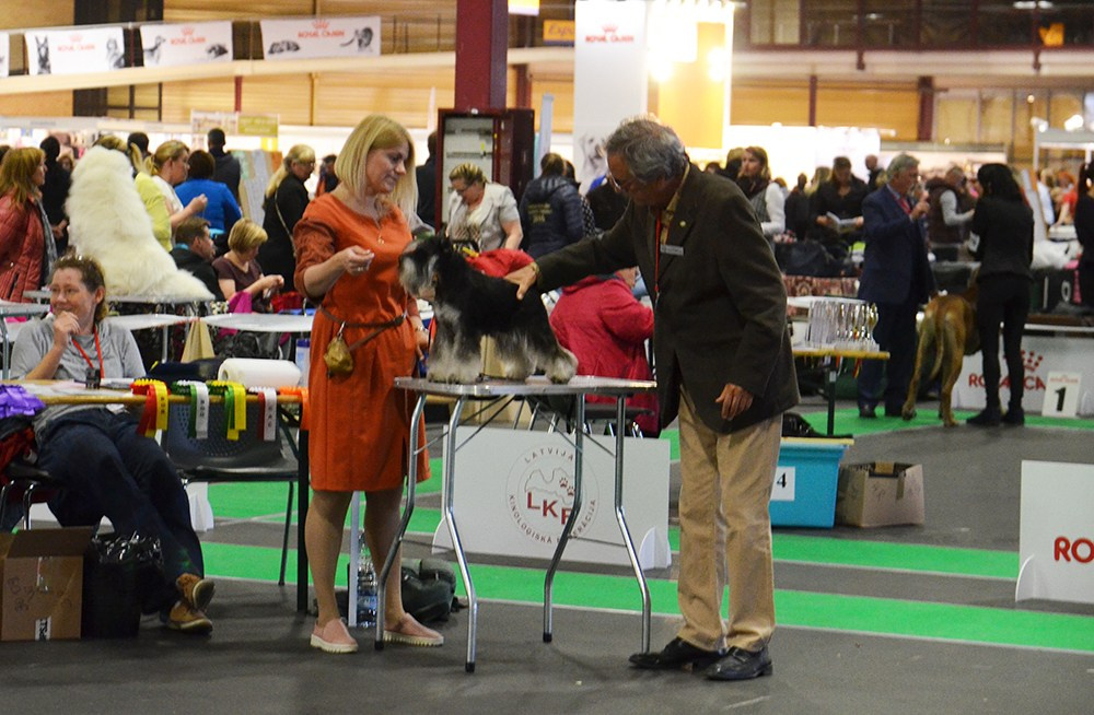 Софи/Asson Ari Vivien Marceau. Питомник цвергшнауцеров в Беларуси «Делинсо Бэлэнс»