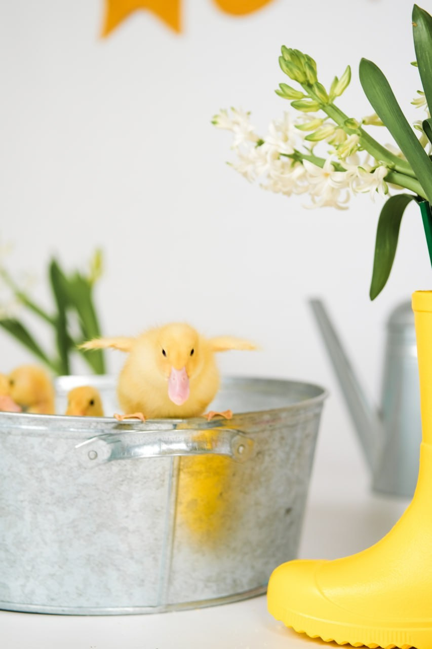 Детские фотосессии с утятами в Железнодорожном и Балашихе