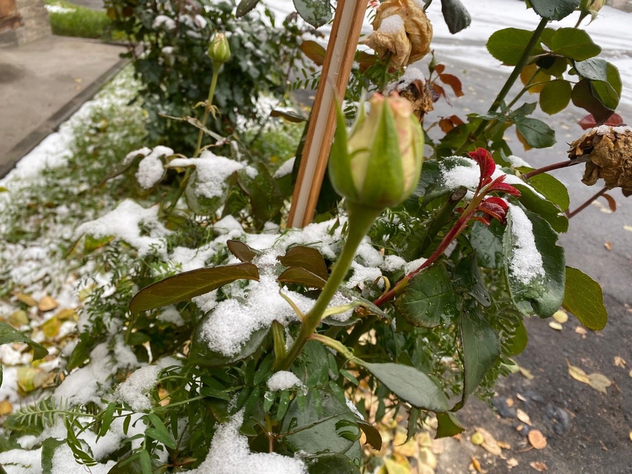 Новости. Дом Шрёдера