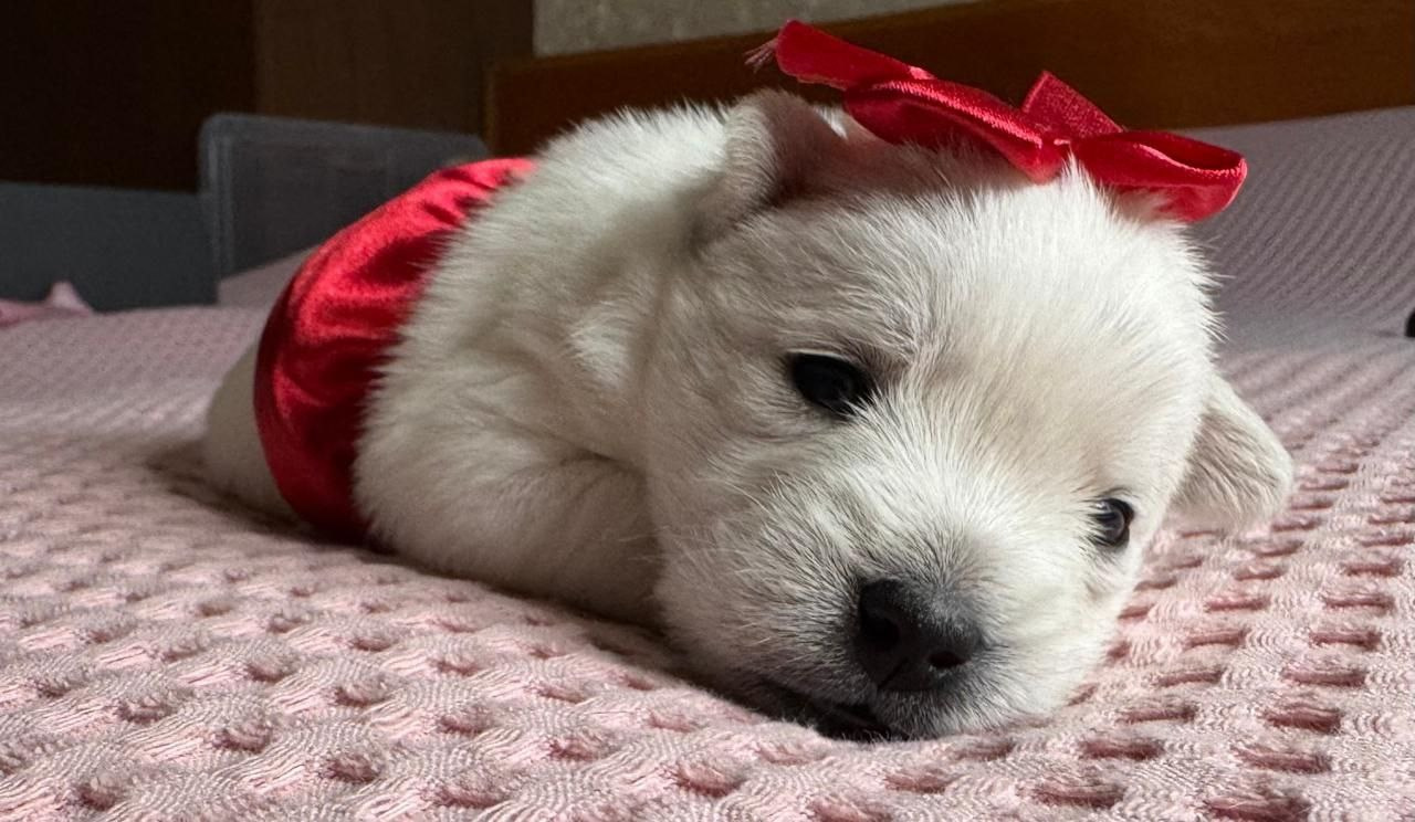 Щенки 14.01.2025. Питомник собак породы вест хайленд вайт терьер в Москве