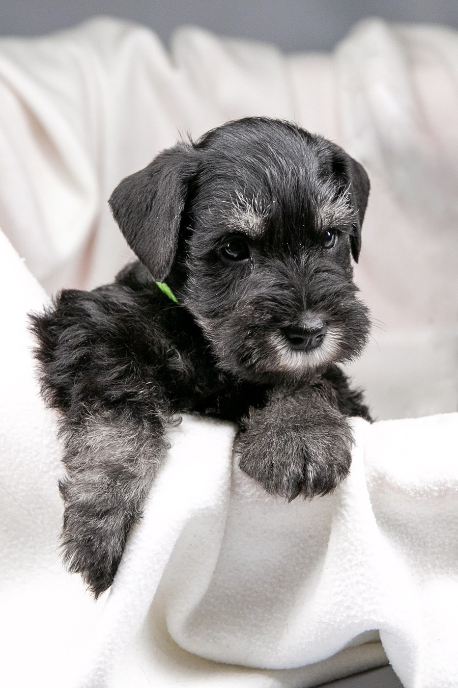 Наш шикарный щеночек предлагается! Юдай/ Делинсо Бэлэнс Юдай Гин-Куро/ Delinso Balance Yudai Gin-Kuro