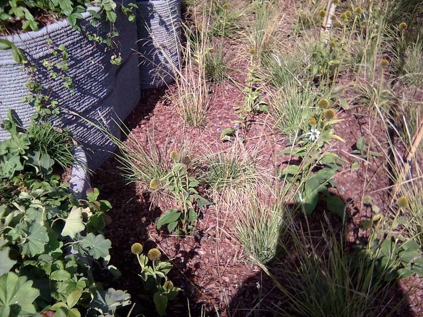 ВНИМАНИЕ! ФЕСТИВАЛЬ ЛАНДШАФТНОГО СТРОИТЕЛЬСТВА. 俄罗斯设计估算