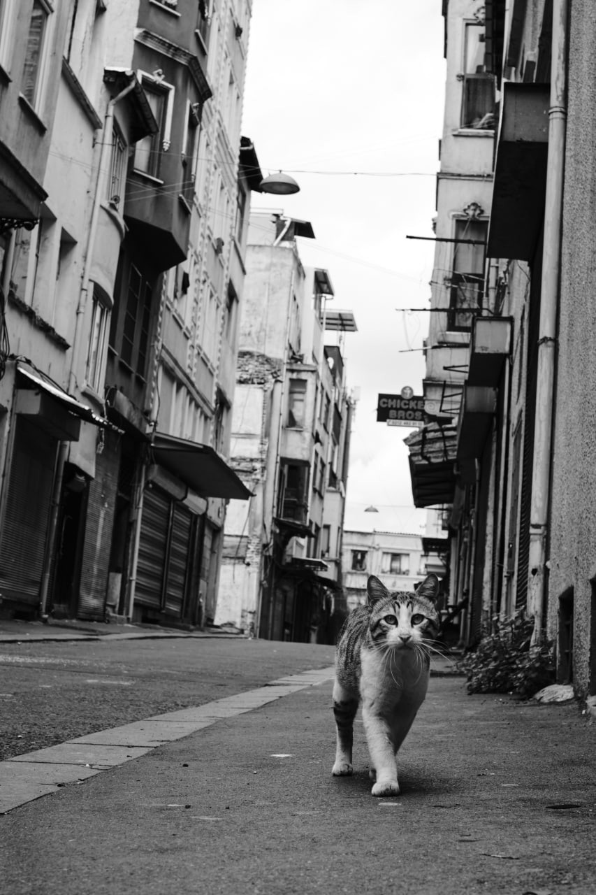 Черно-белые фотографии из весенней поездки в Стамбул. Елена Павленко. Фотограф. Москва