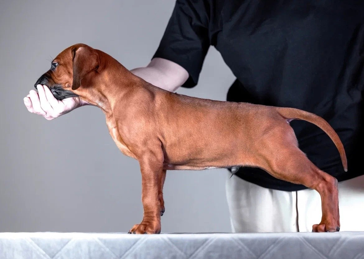 BILBERRY BISCUITS Iz Doma Narayzi. Родезийские Риджбеки в Санкт-Петербурге