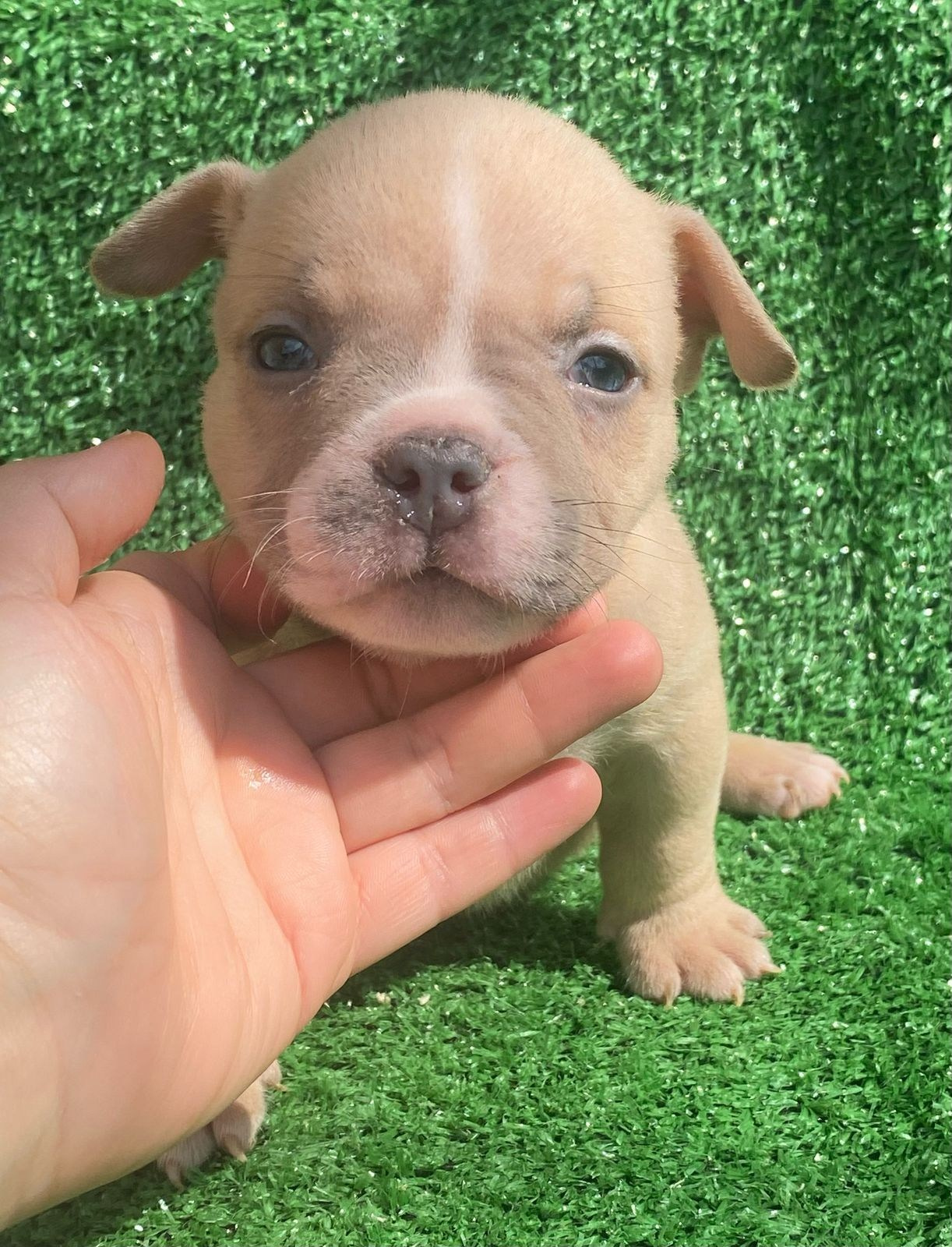 Помет Каспер и Кентуки. 14.05.25. Американский Булли в г. Ростов-на-Дону. Питомник THE POWER OF SIBERIA