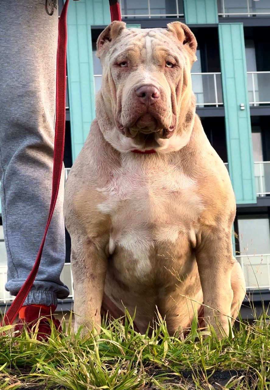 BBK’s Amber. Американские булли XL в г. Калининград. Питомник Great Bully UNIVERSE