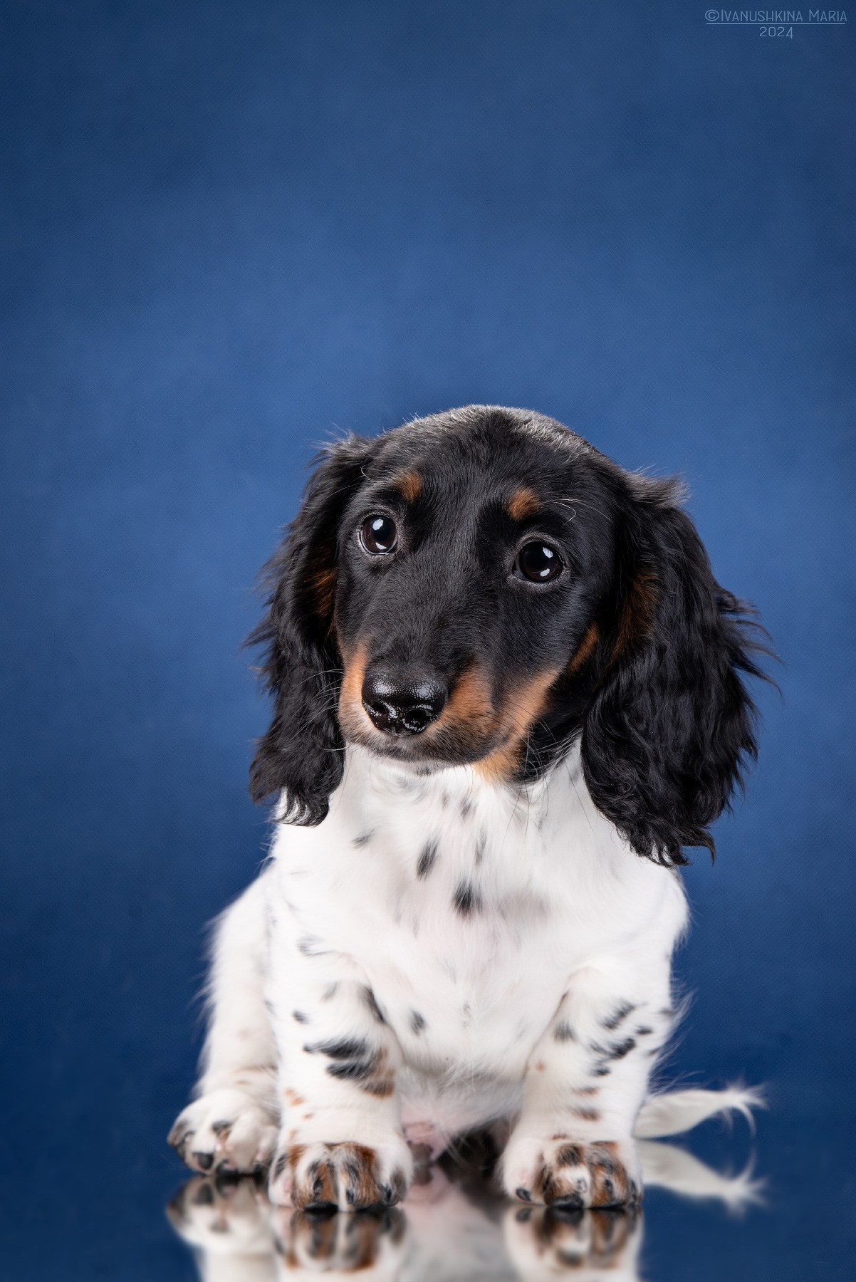 щенок таксы пайболд