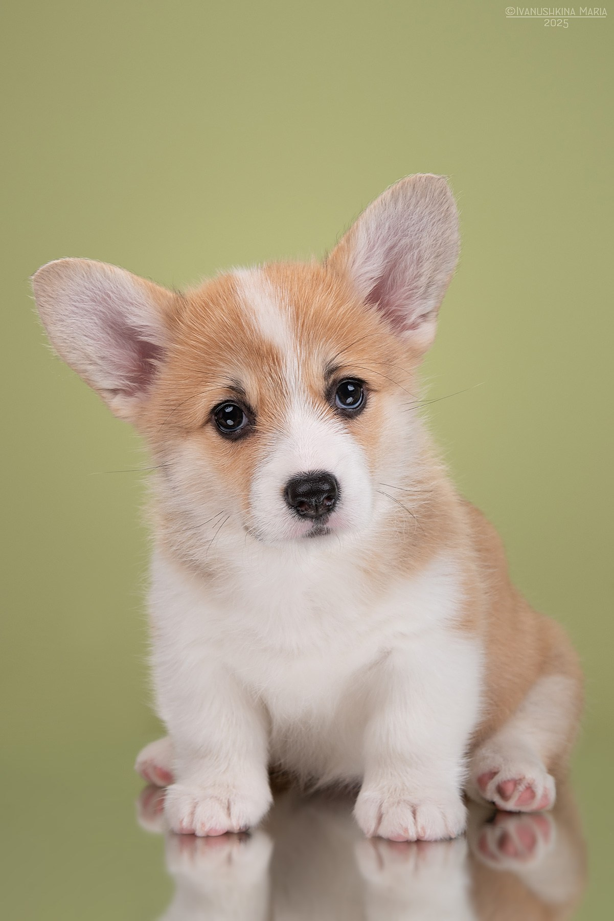 Фотосессия щенков на фонах. Фотограф собак в Москве и Московской области Иванушкина Мария