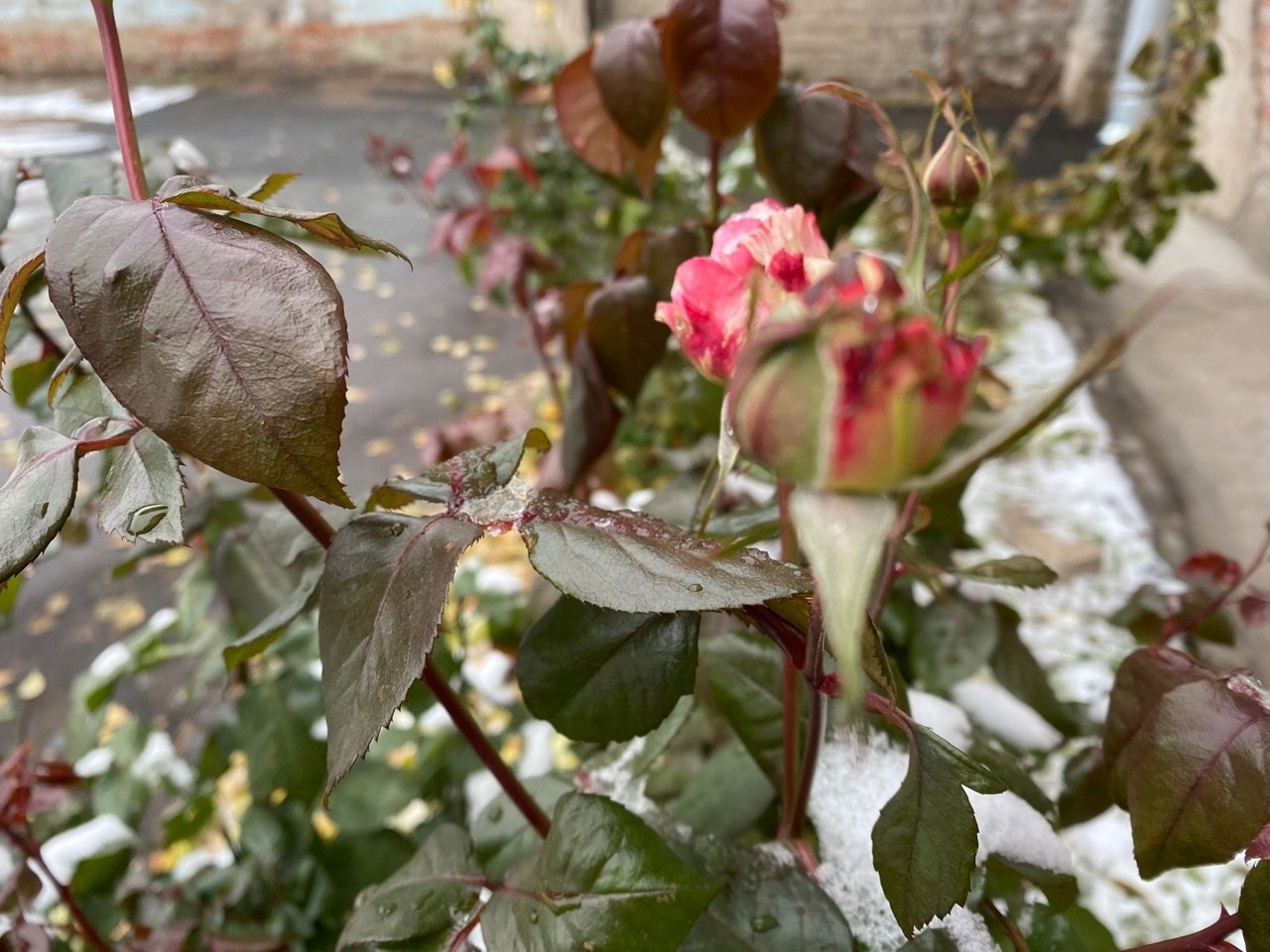 Новости. Дом Шрёдера