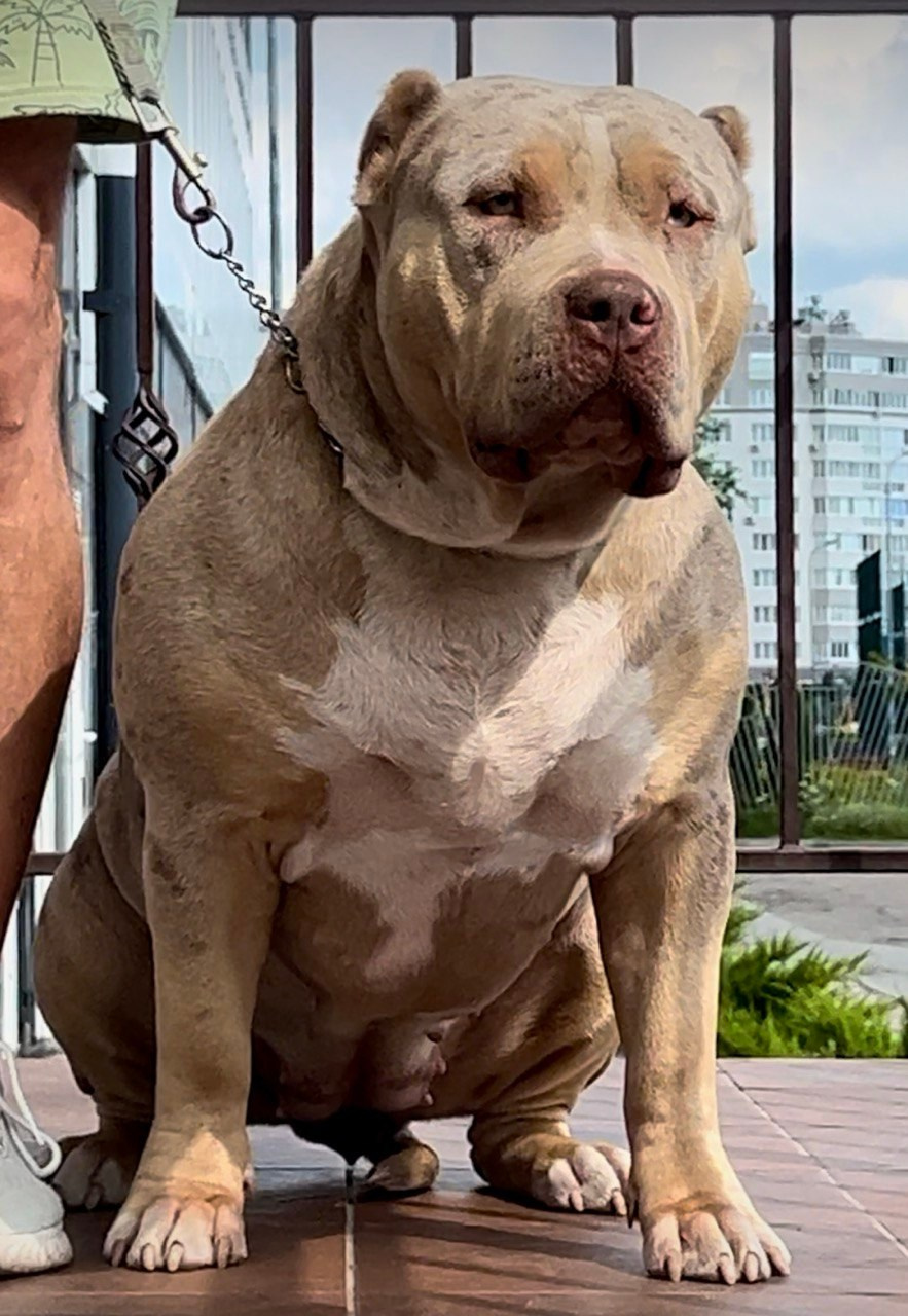 BBK’s Amber. Американские булли XL в г. Калининград. Питомник Great Bully UNIVERSE