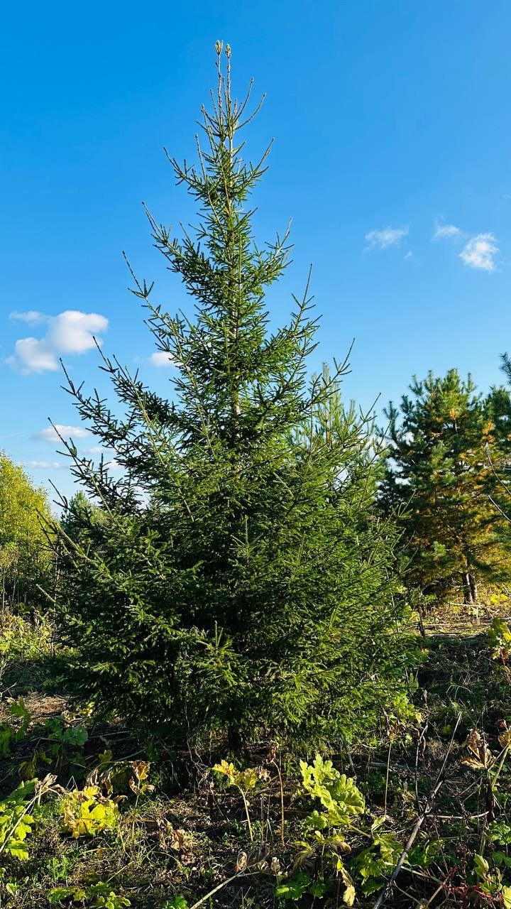 Крупномеры РФ