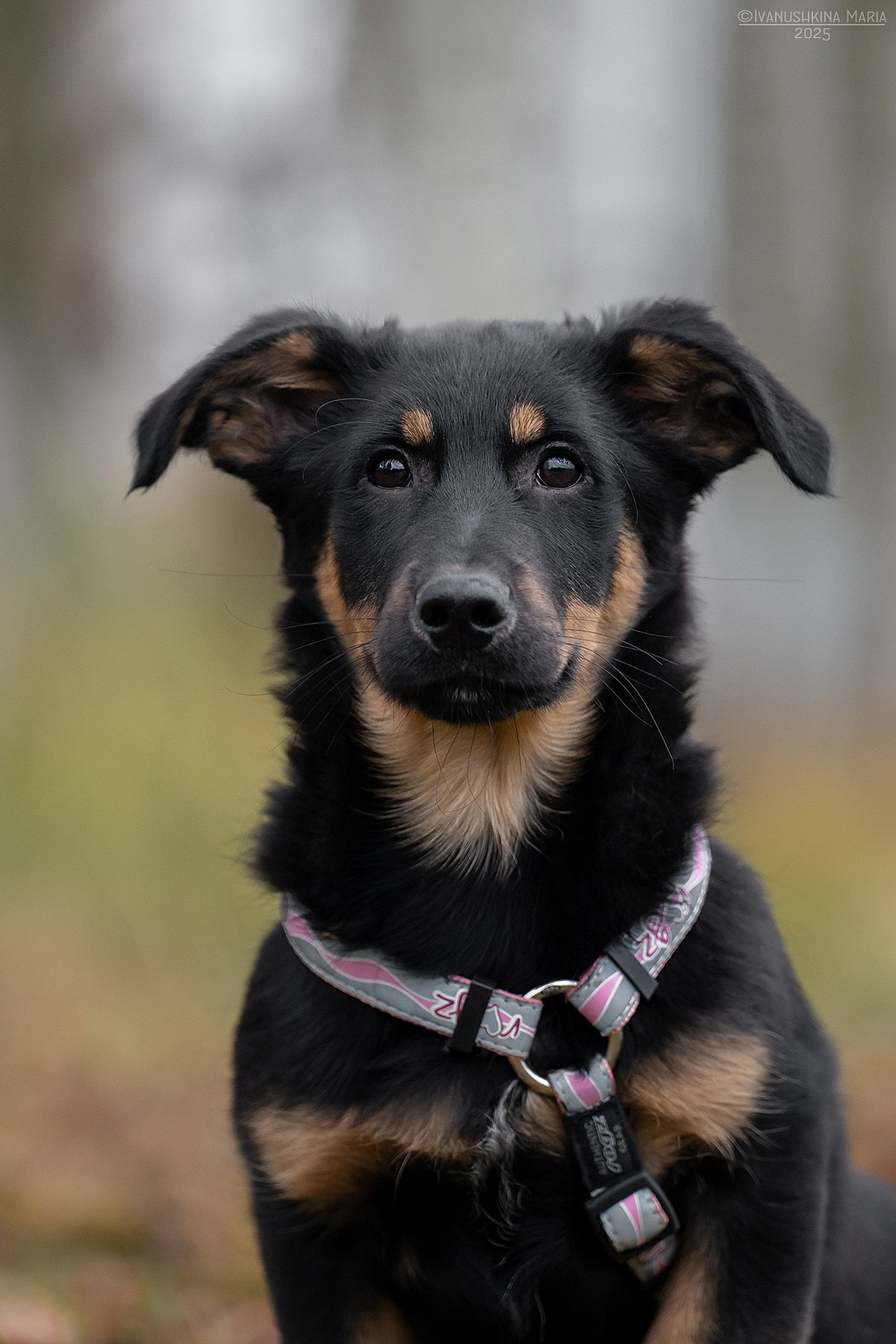 Пиарные фотосессии собак на пристройство. Фотограф собак в Москве и Московской области Иванушкина Мария