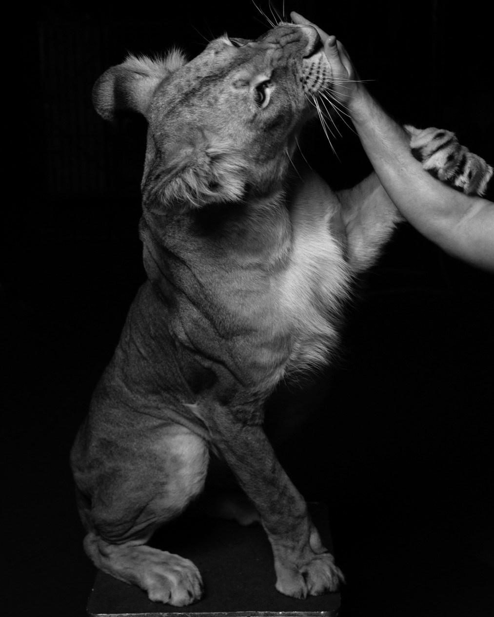 ПОМОГИТЕ ЛЬВАМ. Антон Тимошевский, профессиональный портретный фотограф в Москве и Орле