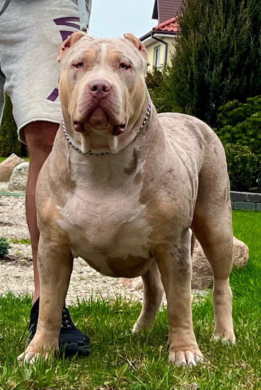 BBK’s Amber. Американские булли XL в г. Калининград. Питомник Great Bully UNIVERSE