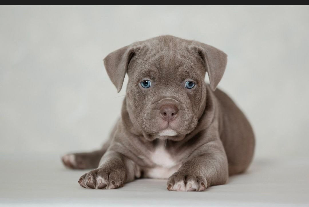 продажа щенков American Bully в Ставрополе