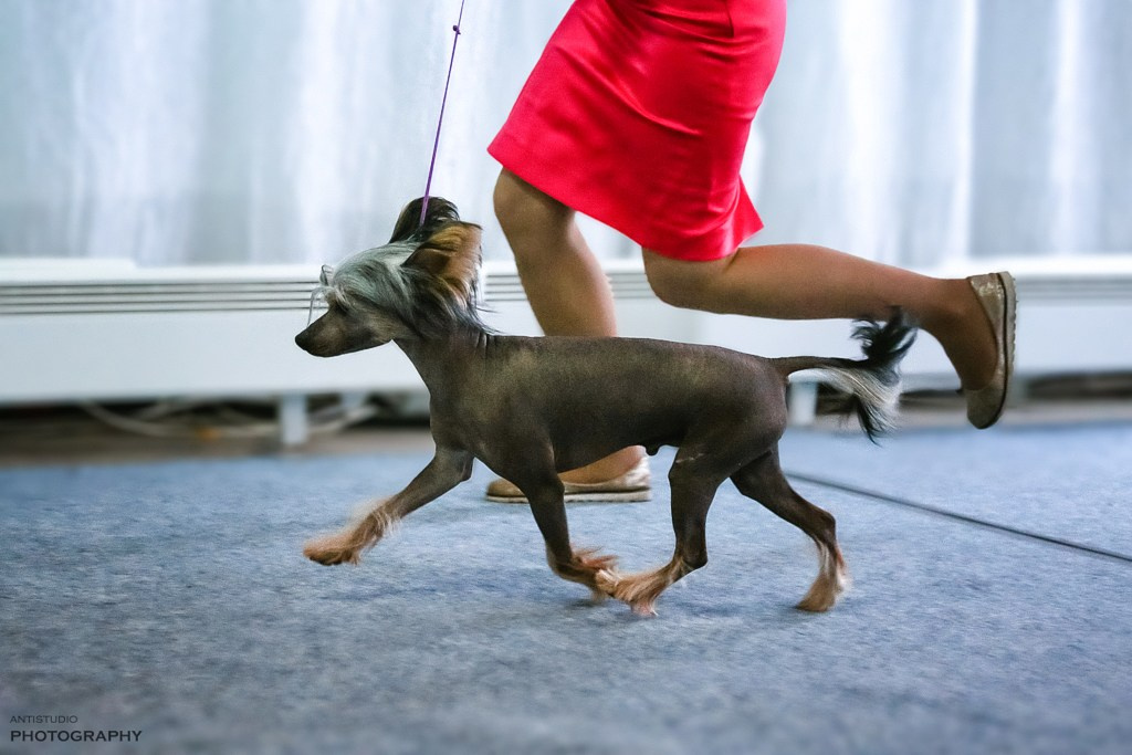 Poale Ell Adam. Poale Ell Chinese Crested Dog Kennel: Buy a puppy from the kennel