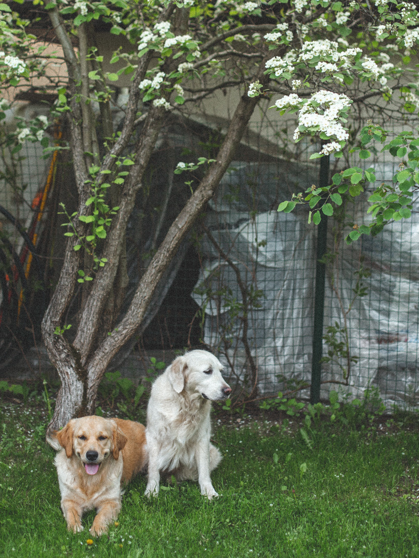 Под яблоней в нашем саду. Света Полетаева Москва