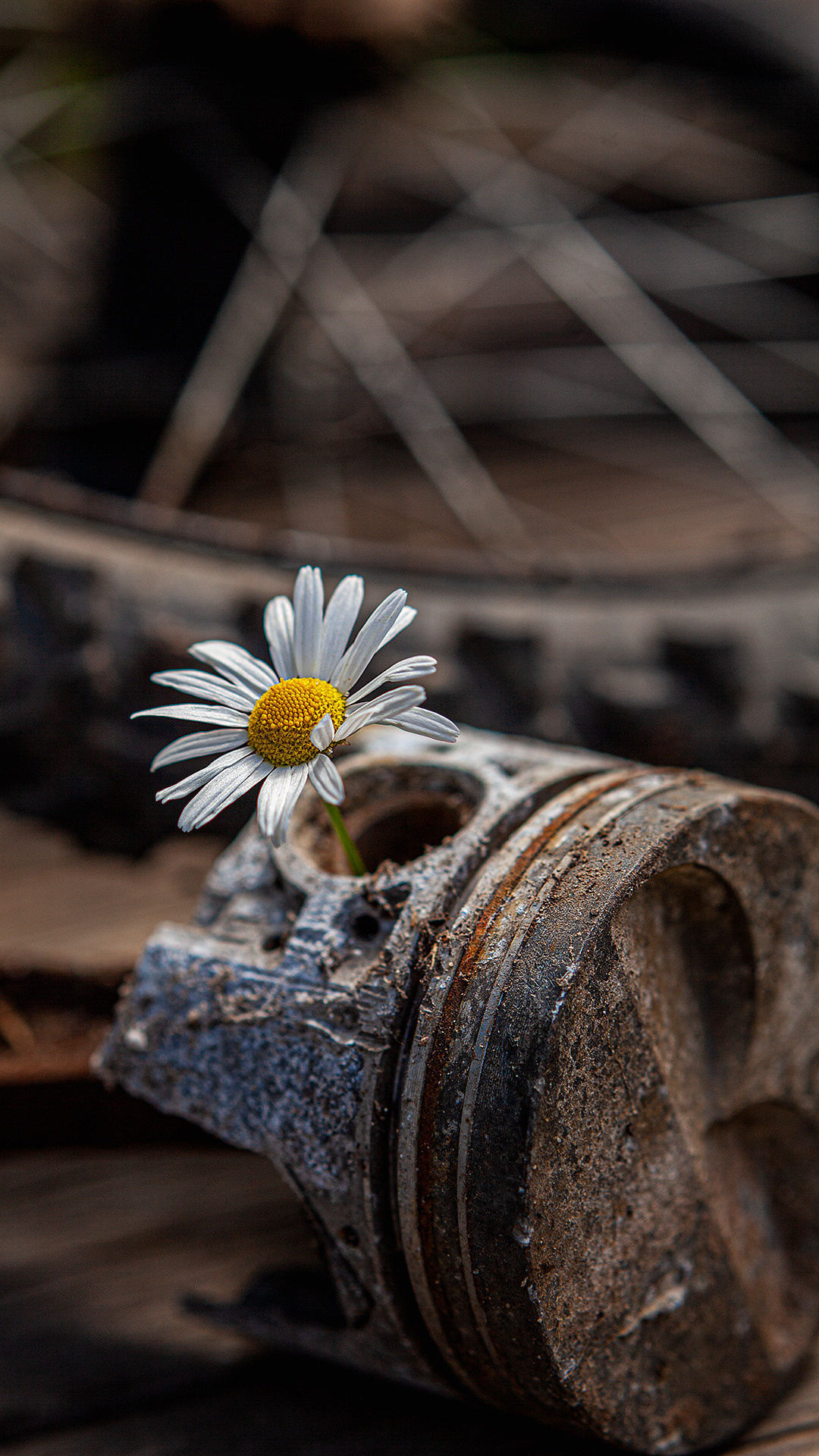 Цветы, которые принимают участие в фудфото. Cake food photo