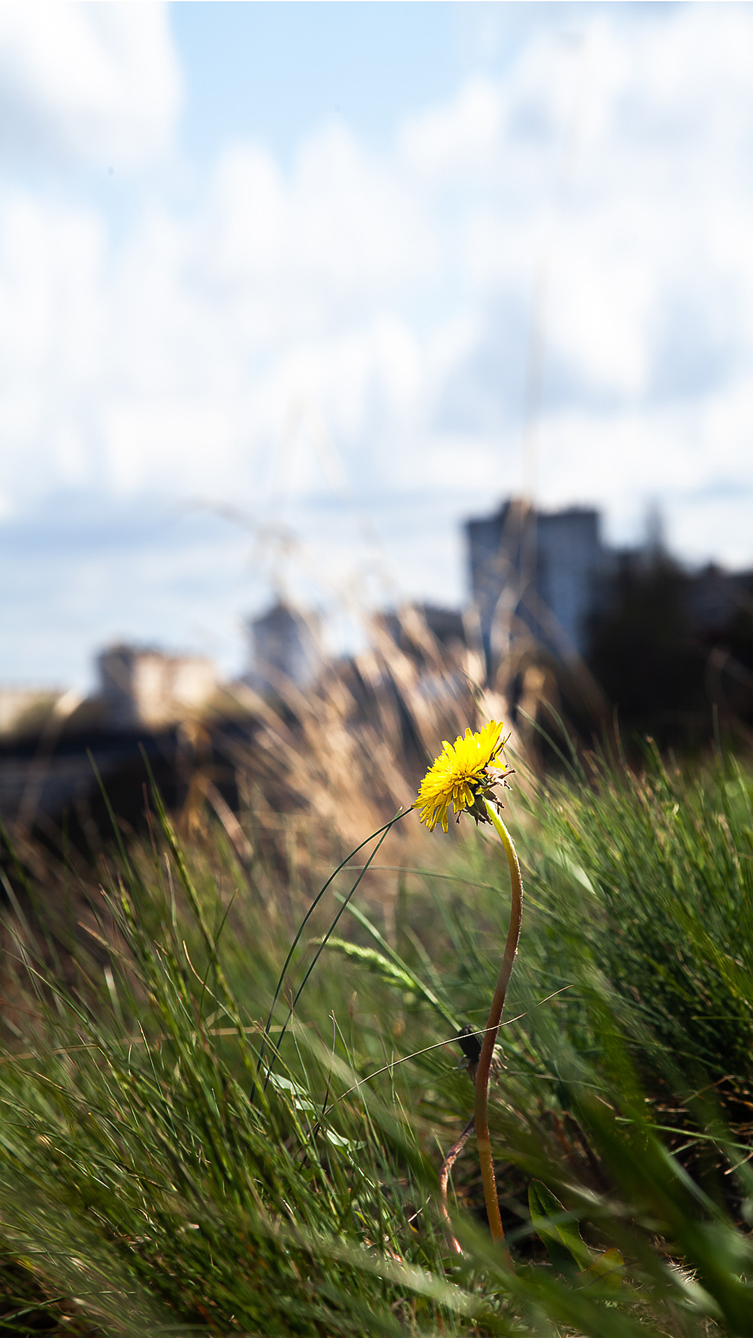 Цветы, которые принимают участие в фудфото. Cake food photo