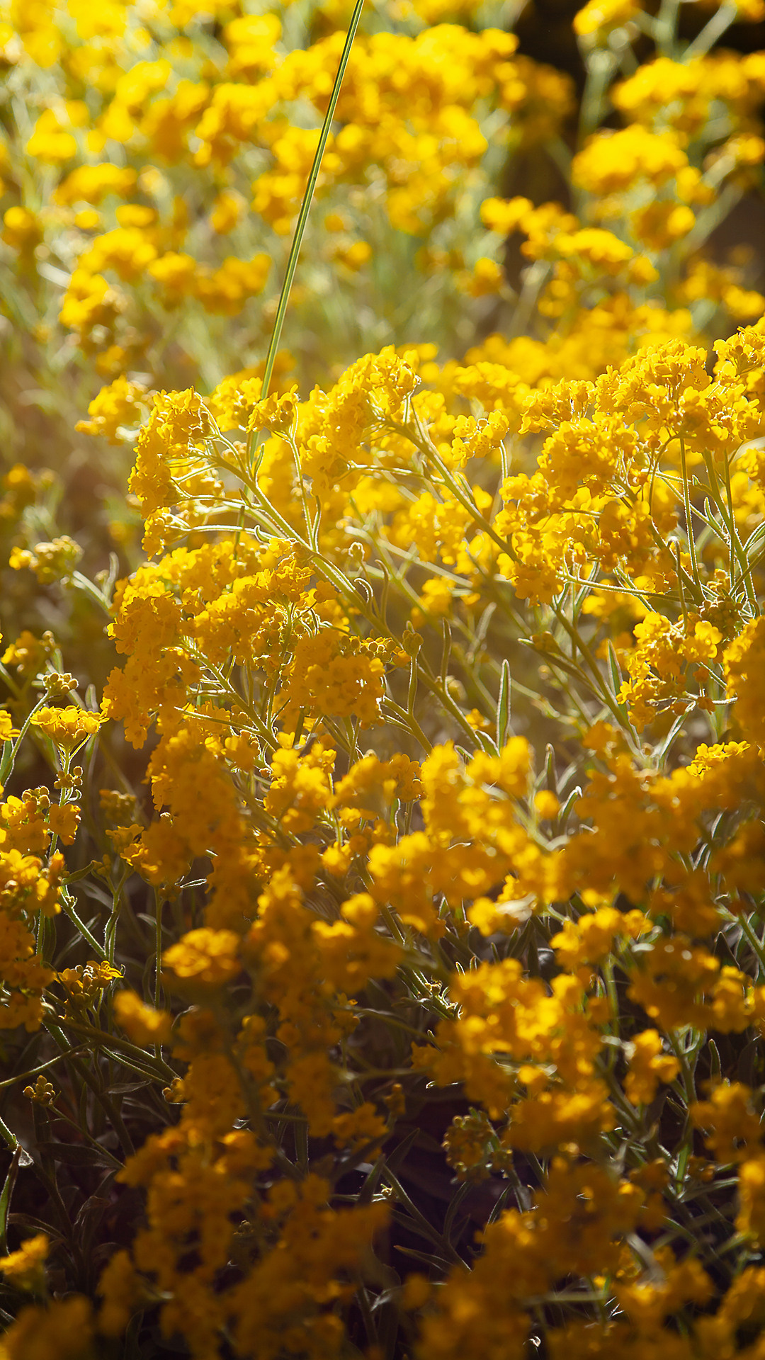 Цветы, которые принимают участие в фудфото. Cake food photo