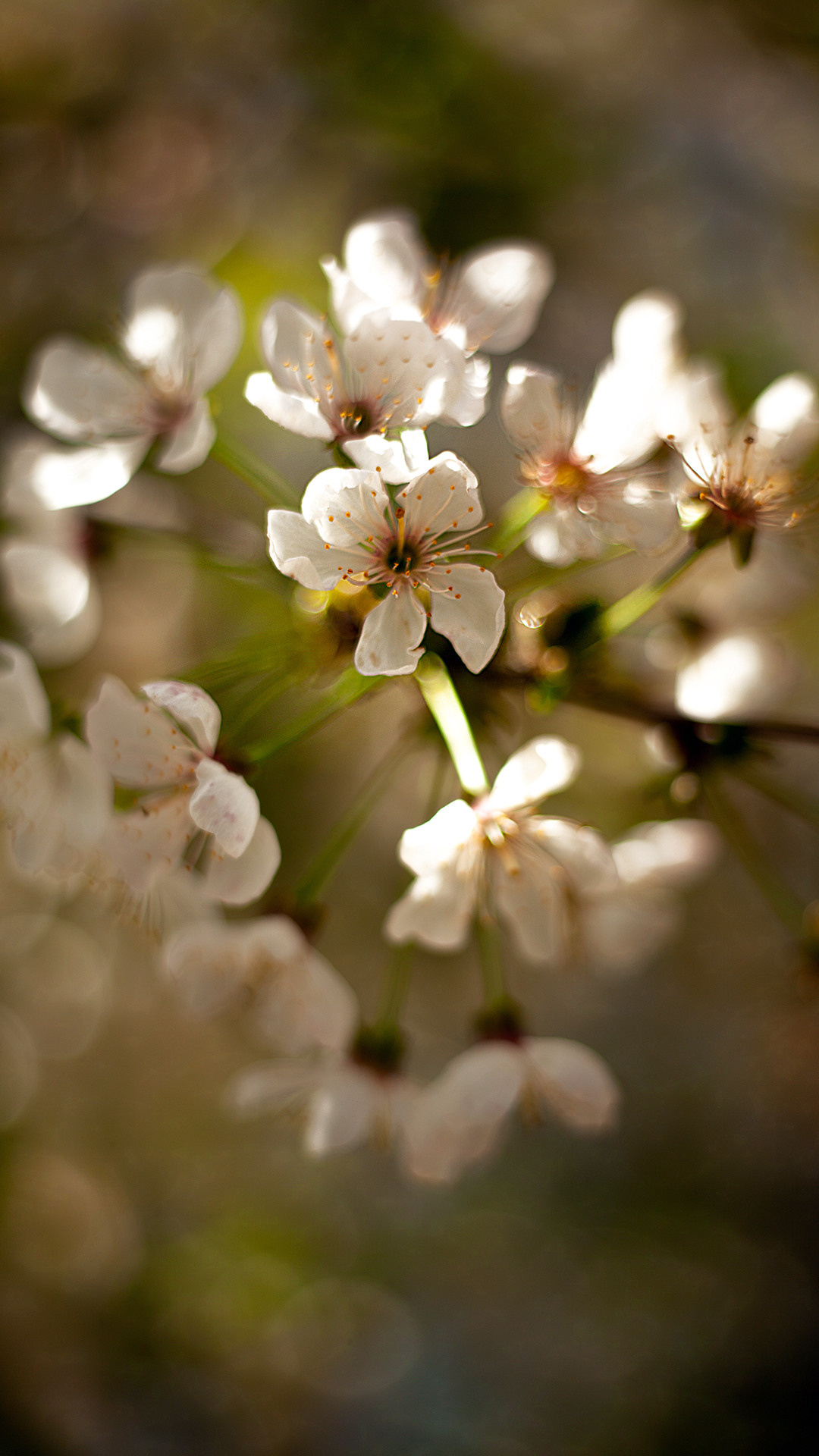 Цветы, которые принимают участие в фудфото. Cake food photo