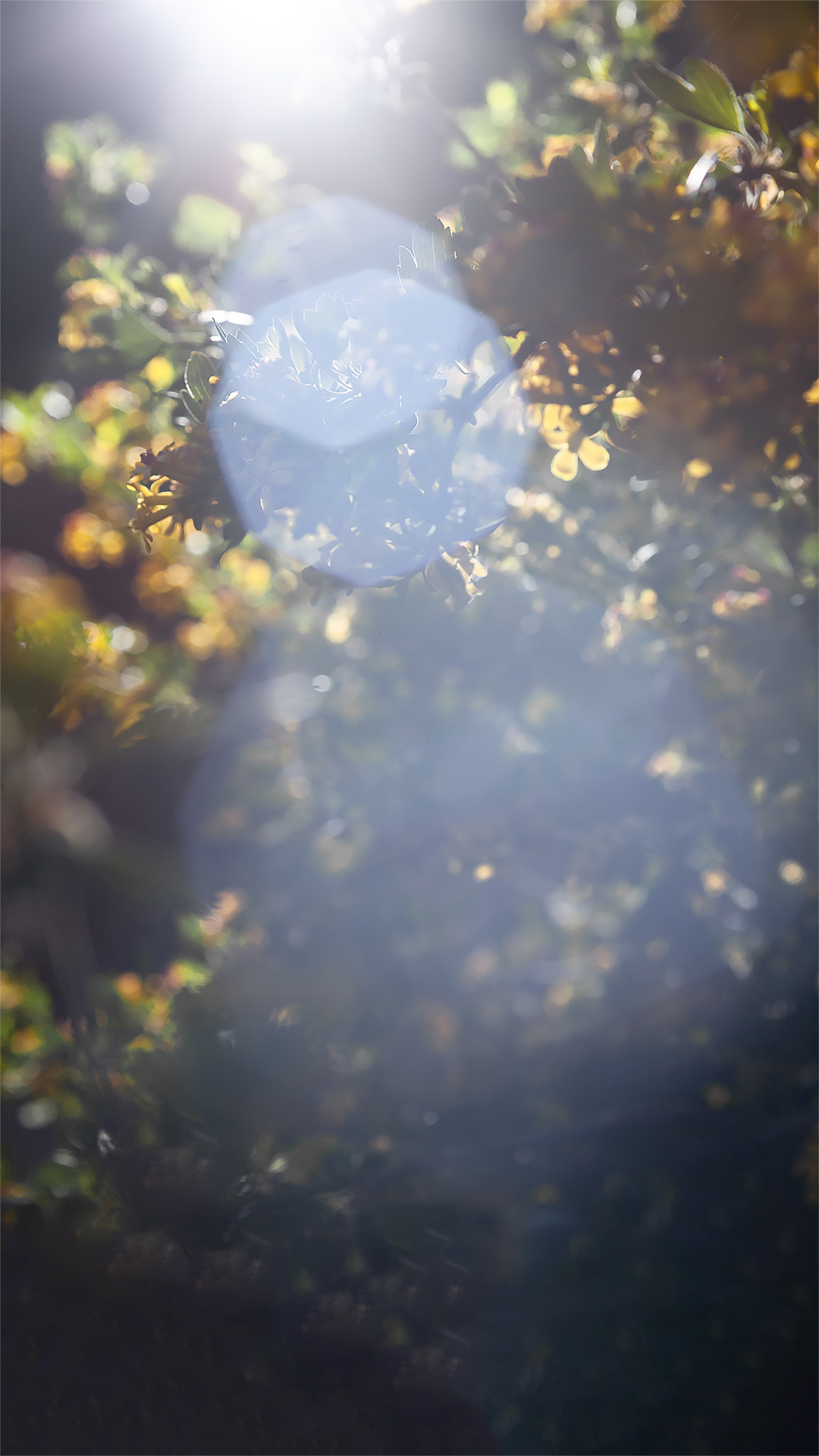 Цветы, которые принимают участие в фудфото. Cake food photo