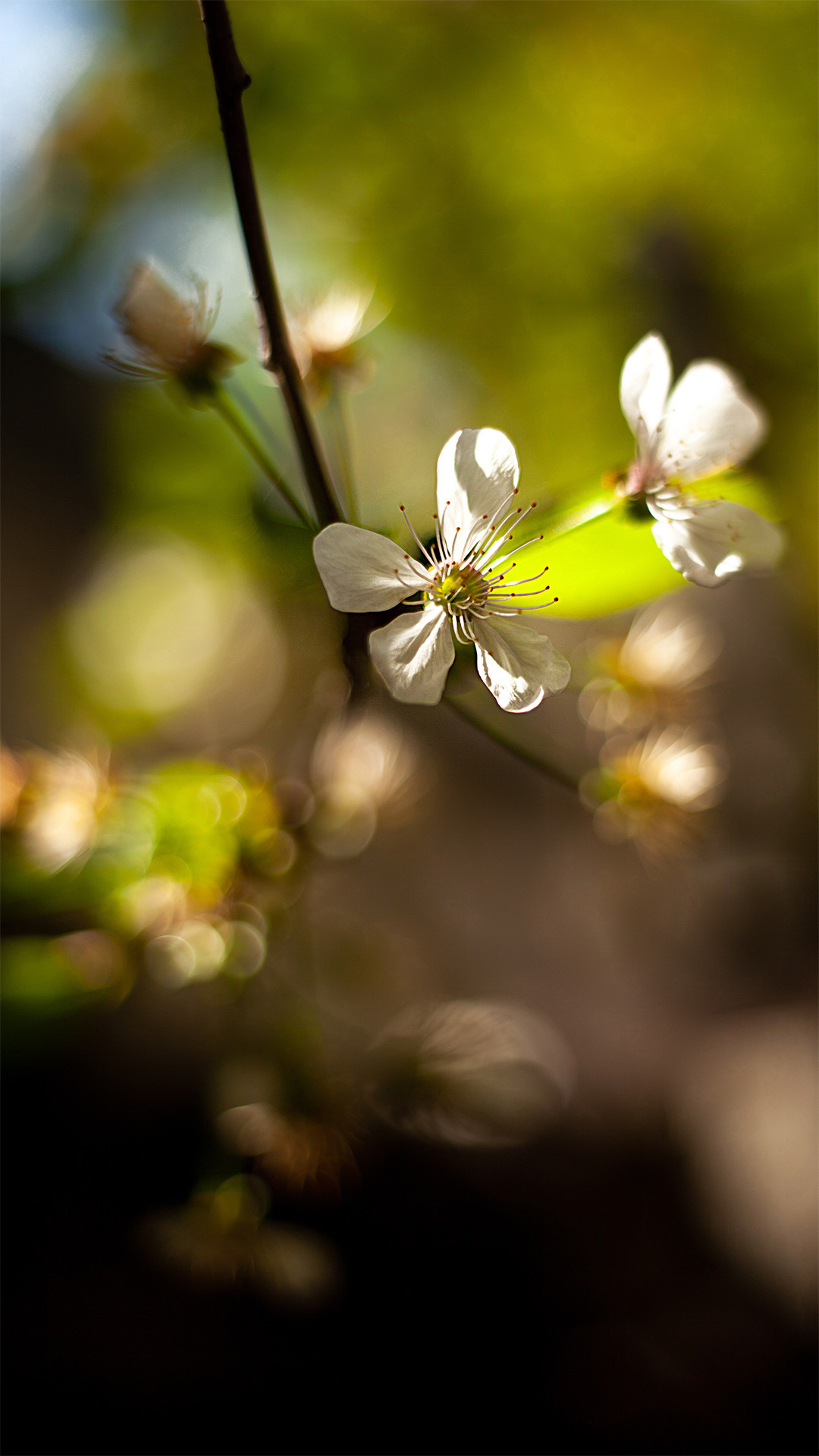 Цветы, которые принимают участие в фудфото. Cake food photo