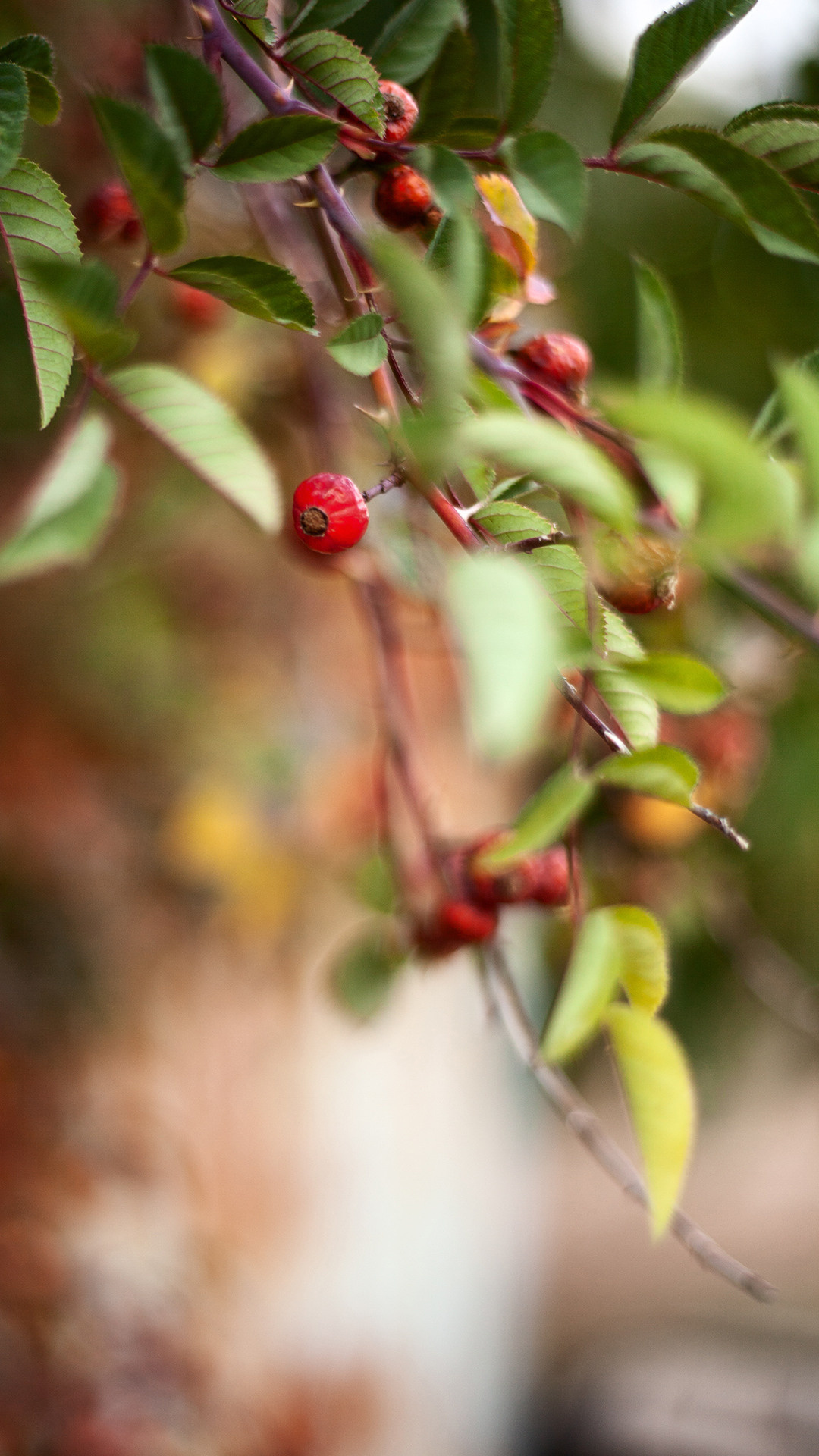 Цветы, которые принимают участие в фудфото. Cake food photo