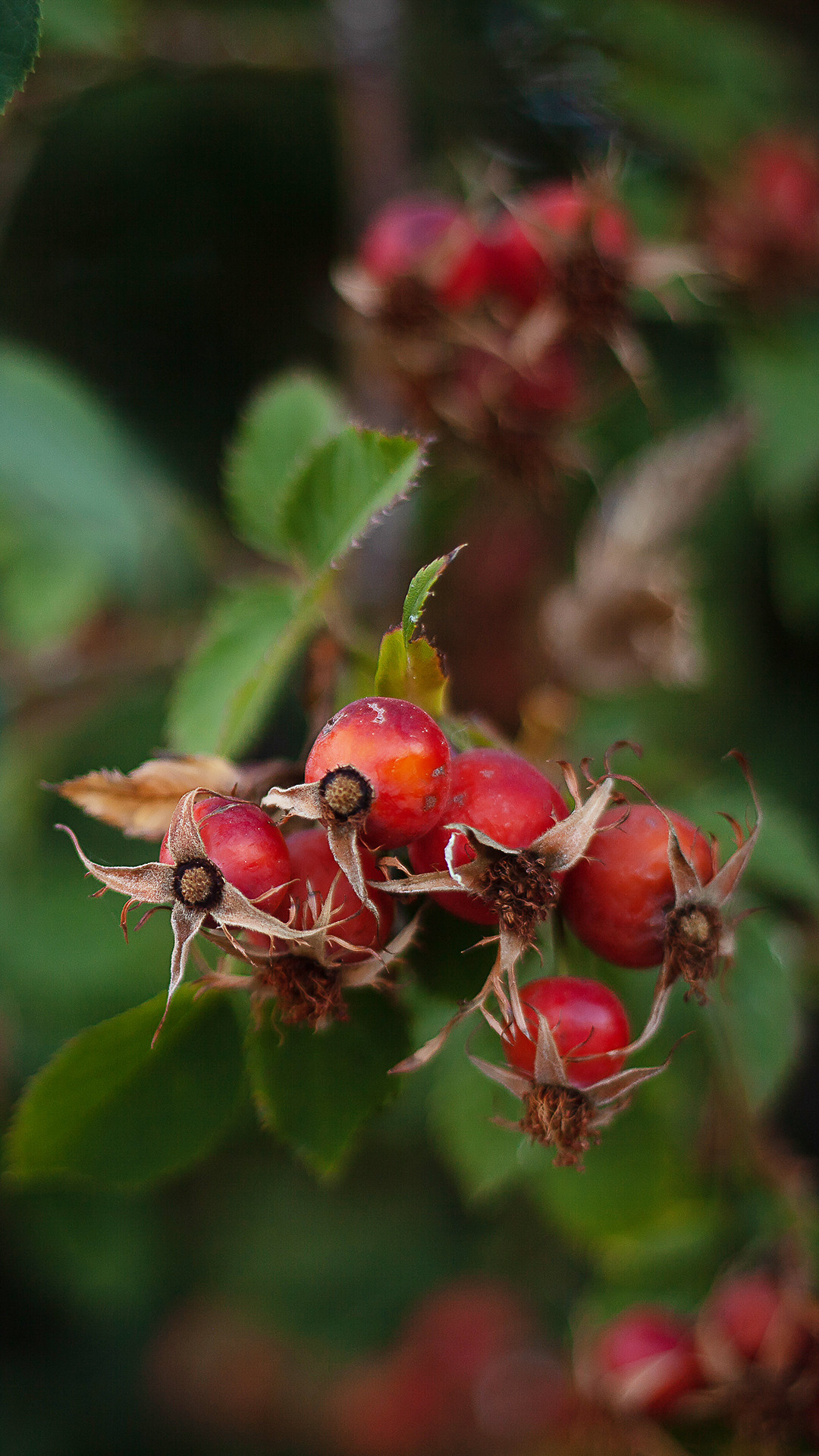 Цветы, которые принимают участие в фудфото. Cake food photo
