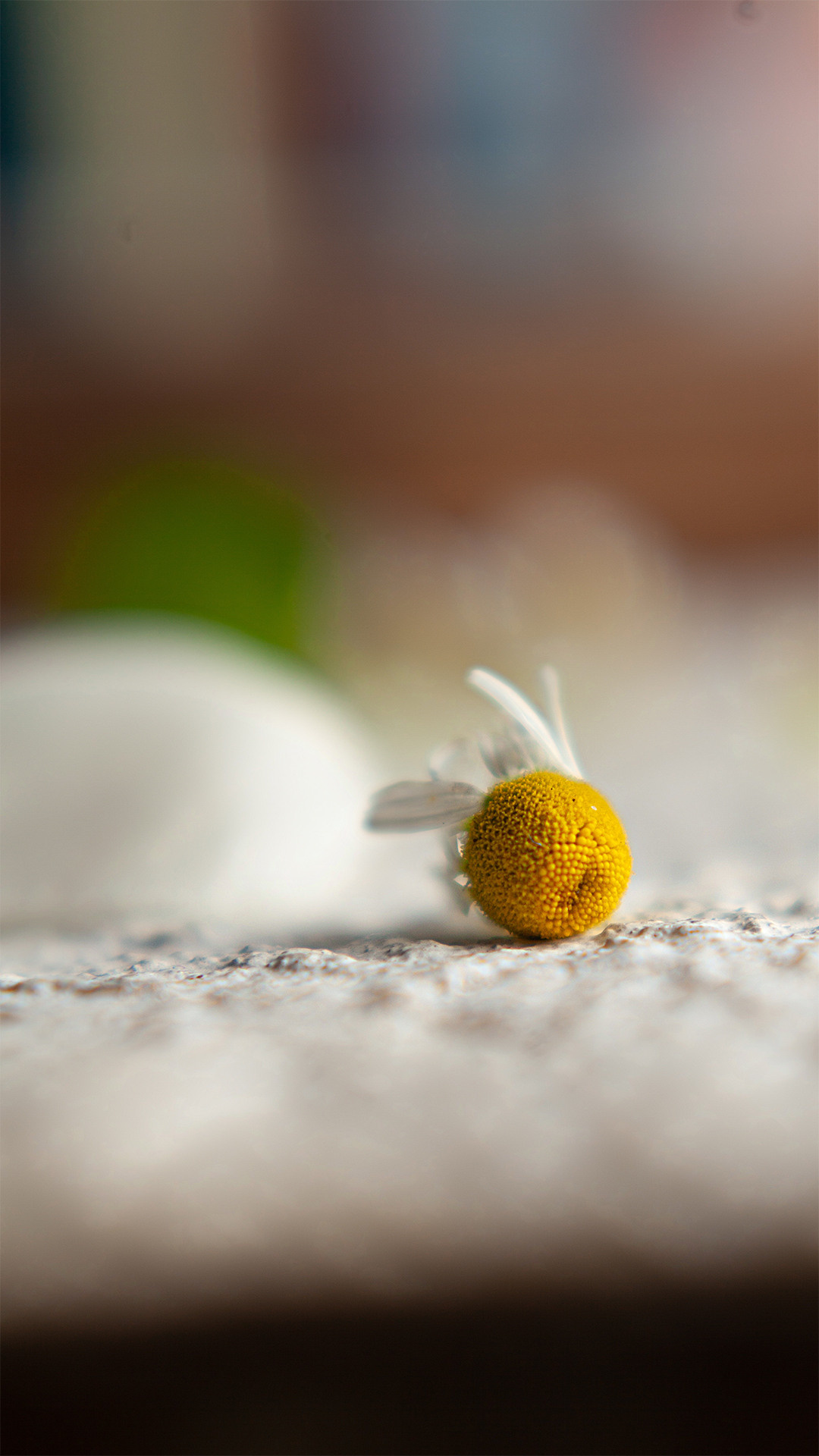 Цветы, которые принимают участие в фудфото. Cake food photo