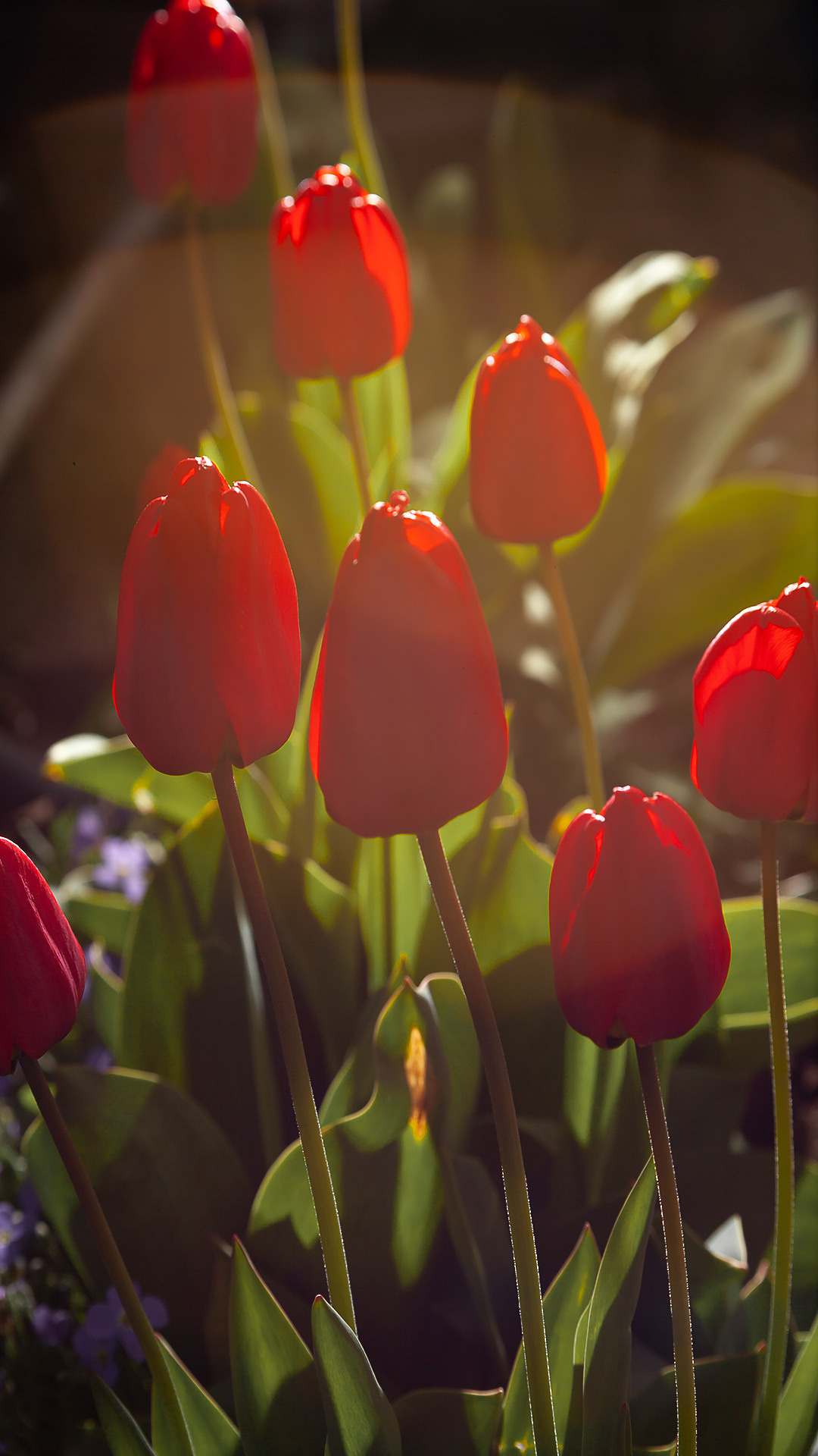 Цветы, которые принимают участие в фудфото. Cake food photo