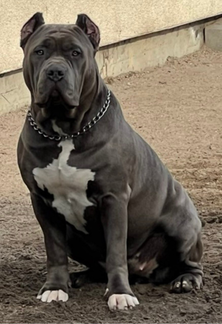 GBU Lakshmi. Американские булли XL в г. Калининград. Питомник Great Bully UNIVERSE