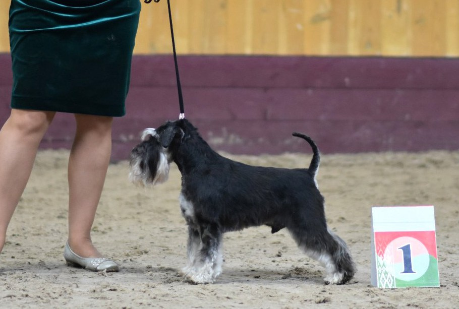 Майбах/Delinso Balance Argyris. Питомник цвергшнауцеров в Беларуси «Делинсо Бэлэнс»