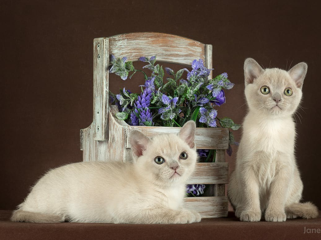 Las Burmas — питомник американской бурмы традиционных линий