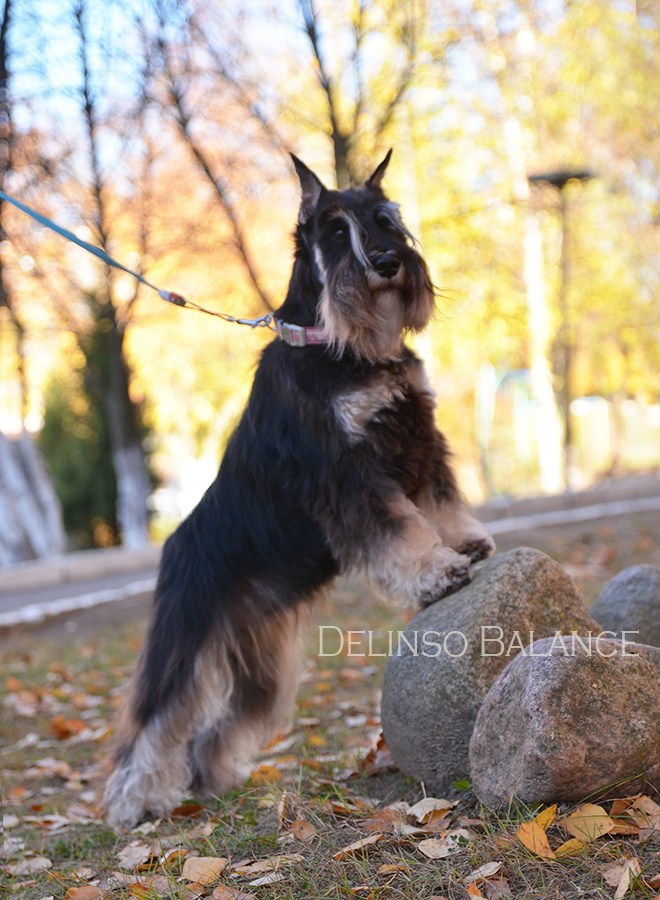 Питомник Делинсо Бэлэнс, щенки цвергшнауцера, купить щенка цвергшнауцера, питомник цвергшнауцеров, кобель цвергшнауцера для вязки, щенок цвергшнауцера, питомник цвергшнауцеров, черный с серебром, цверг, лучший питомник в беларуси, питомник цвергшнауцеров минск