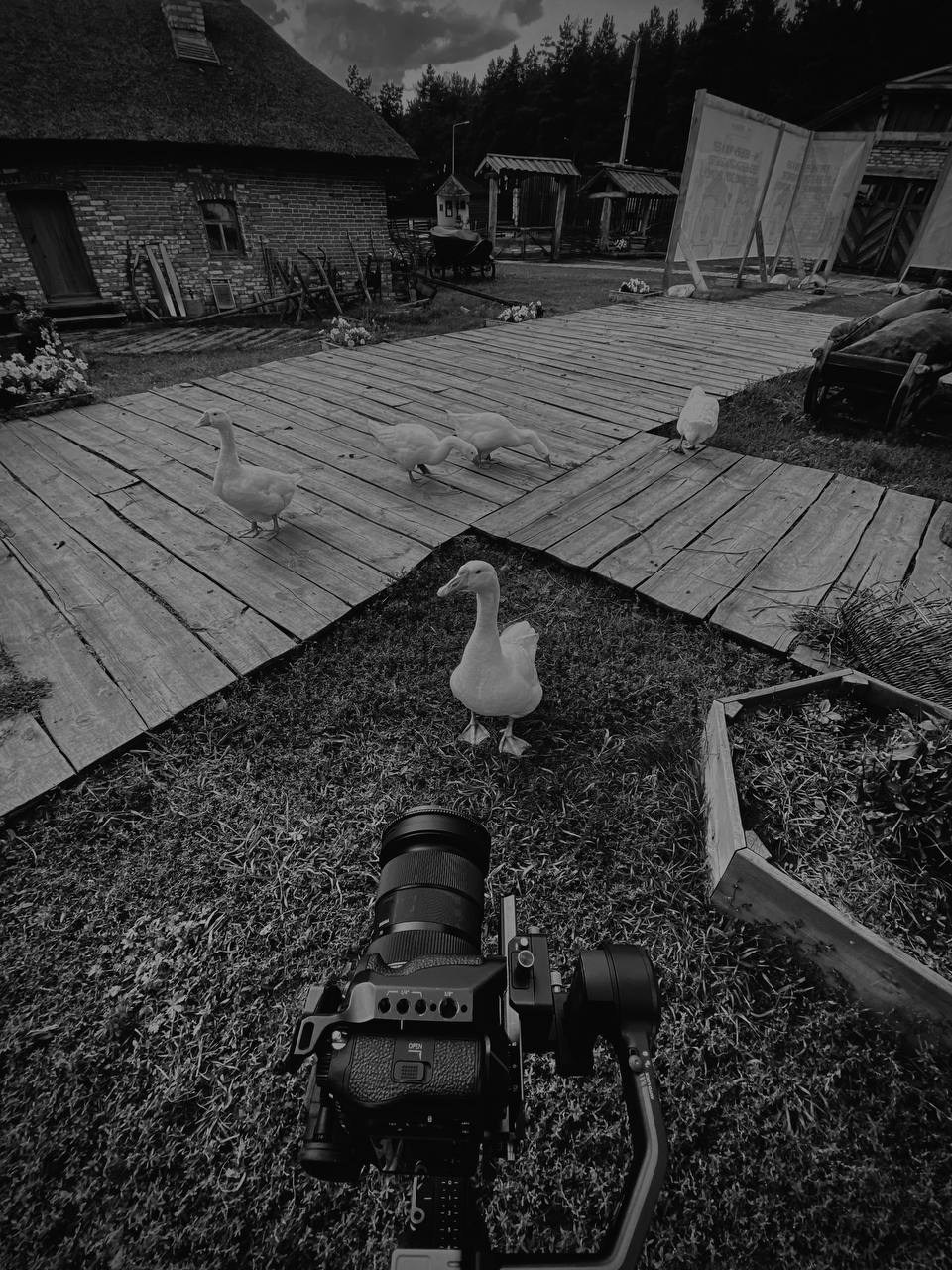 видеограф Максим Карпов за работой съемка животных