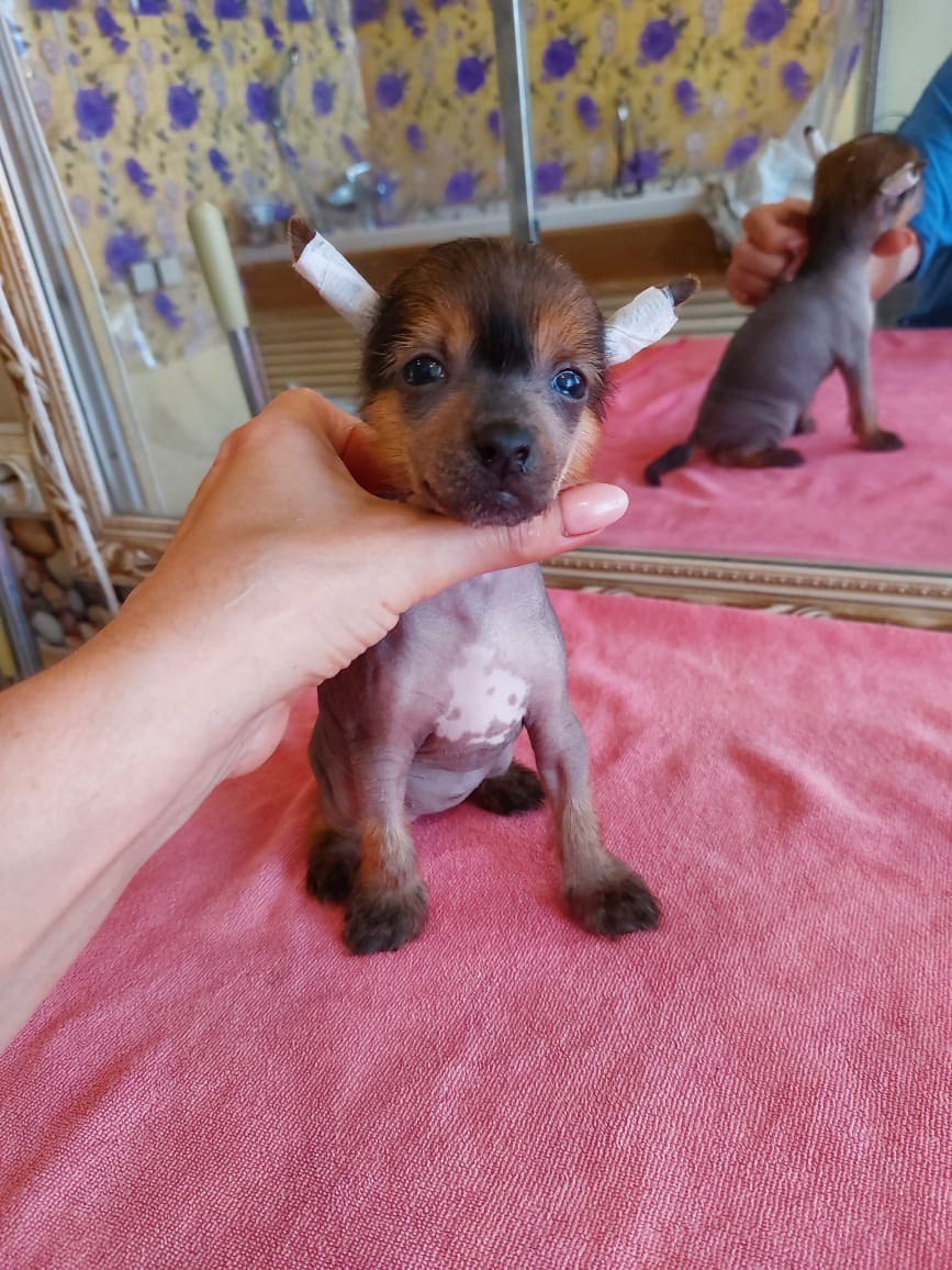 Ashantal Emmanuel Poale Ell. Chinese Crested Dog Kennel Poale Ell