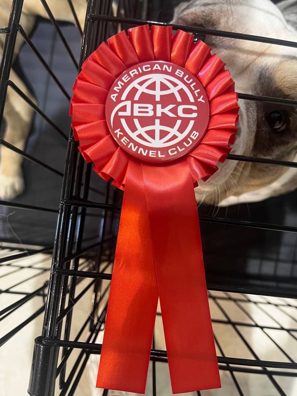 американский булли Юг, американский булли южный округ, лучшие американские булли на юге россии, топовые булли в россии, топовые американские булли в россии, ТОП булли, Топ американский булли, самые крутые американские булли, булли клаccик, булли покет, булли стандарт, булли экзот, булли xl, амeриканский булли, щенок булли, американский булли питомник, американский булли купить, американский булли щенок, американский булли москва, американский булли ростов-на-дону, американский булли краснодар, американский булли ставрополь, американский булли волгоград, американский булли семфирополь, американский булли ставрополь, американский булли сочи, американский булли воронеж, американский булли питер, американский булли санкт-петербург, американский булли Казань, американский булли Новосибирск, американский булли Челябинск, американский булли Ростов, американский булли Луганск, американский булли Донецк, американский булли покет, американский булли классик.американский булли ,американский булли щенки , американский булли купить ,американский булли фото , американский булли покет , собака американский булли , порода американский булли , американский булли цена , купить щенка американского булли ,американский булли характеристика , порода собак американский булли, питомник американских булли , американский булли отзывы, американский булли стандарт , американский булли отзывы владельцев, американский булли xl , россия американские булли , американские булли москва , американский булли вес , американский булли цена щенка, американский булли породы собак сша , американский булли размеры , американский булли классик , американский булли классика , американский булли характеристика породы , авито американский булли , сколько стоит американский булли , окрасы американских булли , американский булли виды , американский булли типы , американский булли цена в россии , американский булли экзот , американский булли микро , американский булли мини , собака американский булли фото , американский булли спб , американский булли характер , минусы американского булли , купить американского булли в москве , американские булли сколько щенков , плюсы американского булли , американский булли плюсы и минусы , взрослый американский булли , американский булли фото цена , американский булли фото щенков , американский булли крым , сколько живут американские булли , американский булли описание , американский булли купить авито , американский булли ростов , собачий питомник , питомник для собак , собаки , порода , щенки, щенок для детей, щенок для ребенка, щенок для семьи, собака для ребенка, питомник BULLY LOVERS, питомник THE POWER OF SIBERIA, питомник Ultimate Bully, питомник FORTIS FORTUNA VALIDI, питомник EXTREME BEAR, питомник American Dream, Питомник RUSSIAN BULLS, питомник ТАРУС & BULLY LAND, питомник Bully Ranch P&N, Питомник ANTREABULLS, питомник Ambully House, питомник Mar Nero, питомник Alfabulls, #micro #microbully #ambully #ambullys #ambullylife #ambullyforlife #ambullyworld #ambullylove #ambullylover #ambullylovers #ambullyloversfans #americanbullybreed #americanbullykennelclub #американскийбуллипитомник #bullies #bulliesallday #bulliesofig #bulliesofinsta #bulliesofinstagram #instabullies #bullieslife #bullymag #americanbully_feature #americanbullydog #tribullies #americanbullyblue #americanbullytricolor #bullystick #americanbullyStud, американский булли,американский булли щенки,американский булли купить,американский булли покет,американский булли фото,собака американский булли,порода американский булли,американский булли цена,американский булли купить щенка,американский булли характеристика,порода собак американский булли,американский булли отзывы,питомник американских булли,американский булли стандарт,американский булли отзывы владельцев,россия американские булли,американский булли виды,американский булли цена щенка,сколько стоит американский булли,американский булли цена в россии,американские булли москва,американский булли xl,американский булли размеры,типы американских булли,американский булли мини,американский булли вес,авито американский булли,американский булли породы собак сша,американский булли микро,американский булли характеристика породы,американский булли экзот,американский булли классик,американский булли классика,собака американский булли фото,американский булли характер,минусы американского булли,американские булли спб,американский булли окрасы,американский булли купить в москве,американские булли сколько щенков,плюсы американского булли,американский булли видео,американский булли плюсы и минусы,американский булли щенок фото,взрослый американский булли,американский булли девочка,американский булли описание,сколько живут американские булли,американский булли покет купить,американский булли крым,american bully,american bully ru,american bully ru shchenki,https american bully ru,https american bully ru shchenki,american bully xl,american bully питомник,american bully dog,american bully kennel,american dream bully,american bully pocket,american bully kennel club,all american bully фильм смотреть,american bully xxl,reddit american bully,american bully ru shchenki html,american bully wise,celina innovations crochet american bully part,https american bully ru shchenki html,american bully classic,питомник американских булли,питомник собак американский булли,питомник американских булли в крыму,питомник собак в крыму американские булли,питомник в крыму американский булли последние,питомник американских булли в москве,американские булли купить питомник,питомник американских булли в россии,питомник американских булли покеткупить щенка американский булли питомник,американские булли цена питомники,питомник американских булли в спб,питомник американских булли яна,купить американского булли в москве питомник,питомник американских булли в москве и московской,официальные питомники американских булли,крым питомник американских булли яна,булли американский купить питомник цена,москва и область питомники американских булли,питомник американских булли яна и гоша,американские булли подмосковья питомник,американский булли стандарт питомник,питомник американских булли екатеринбург,питомник американских булли ростов,лучшие питомники американских булли,питомник собак крым американский булли яна,яна питомник собак американский булли,американский булли купить в спб питомник,американский булли питомник львиное сердце уфа,американский булли питомник львиное сердце уфа вк,американский булли лучший питомник россии,американский булли питомник краснодар,американский булли купить спб щенка питомник,американский булли покет питомник москва,американский булли сайт питомник,питомник американский булли официальный сайт,питомник американских булли в челябинске,питомники американских булли в россии список лучших,питомник собак американских булли серпухов,питомник собак дзен американский булли,американский булли xl питомник,питомник американских булли в талдоме,питомник и цена американ американский булли,фаворит гигант питомник американских булли,американский булли купить,американский булли купить щенка,американский булли купить в москве,американский булли покет купить,американский булли купить щенка в москве,американский булли купить авито,купить американский булли цена,купить американского булли в спб,купить собаку американский булли,американский булли купить щенка цена,американский булли покет купить щенка,американский булли купить в беларуси,американский булли стандарт купить,американский булли купить москва московская область,купить американского булли в россии,купить американского булли в московской области,американский булли купить в екатеринбурге,американский булли купить в новосибирске,американский булли купить щенка в спб,