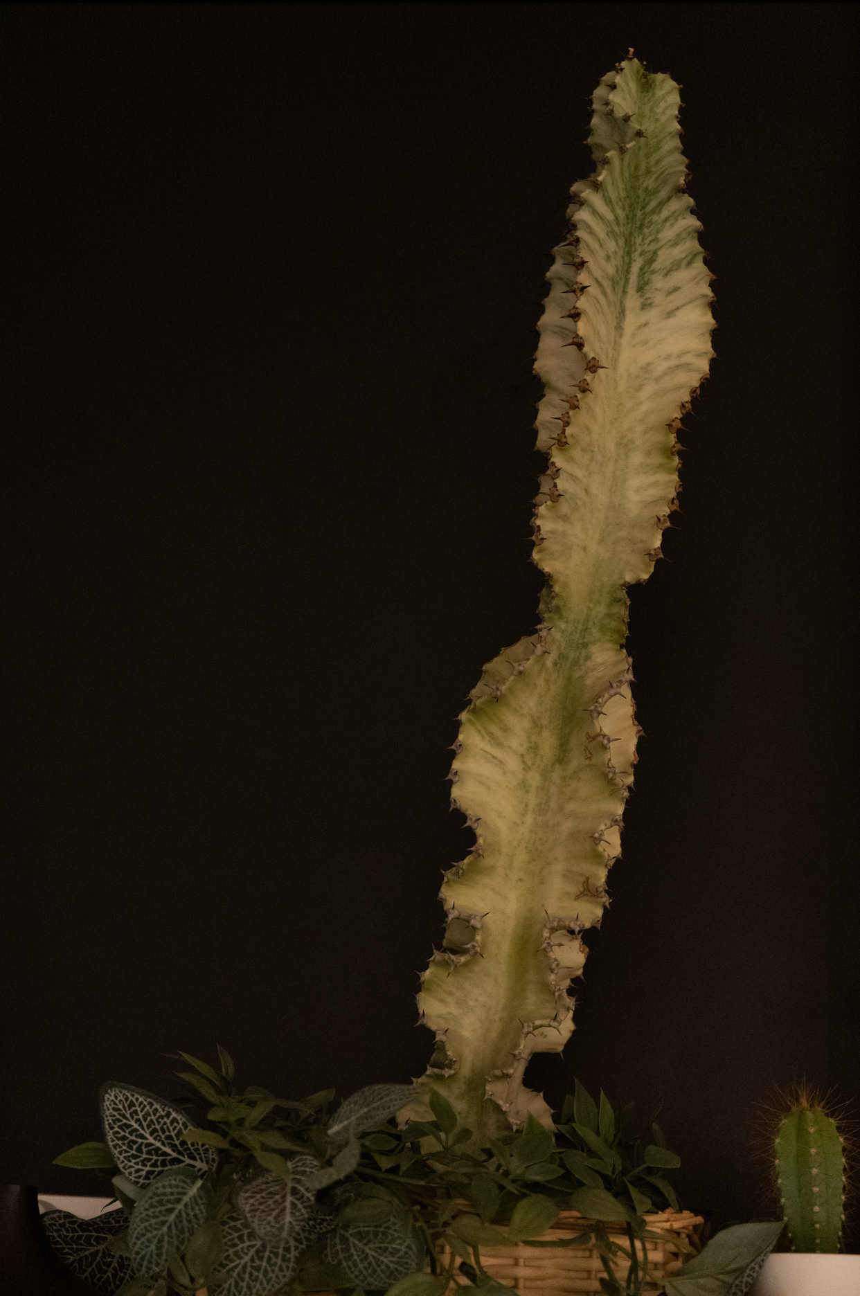 Бамбук кейс