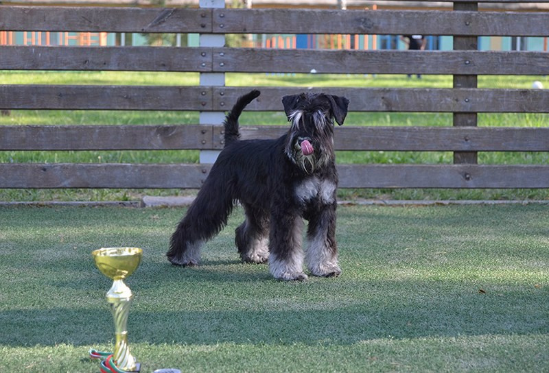 Майбах/Delinso Balance Argyris. Питомник цвергшнауцеров в Беларуси «Делинсо Бэлэнс»