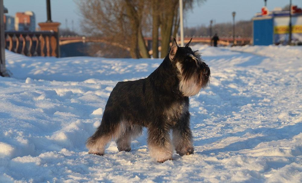 Питомник Делинсо Бэлэнс, щенки цвергшнауцера, купить щенка цвергшнауцера, питомник цвергшнауцеров, кобель цвергшнауцера для вязки, щенок цвергшнауцера, питомник цвергшнауцеров, черный с серебром, цверг, лучший питомник в беларуси, питомник цвергшнауцеров минск