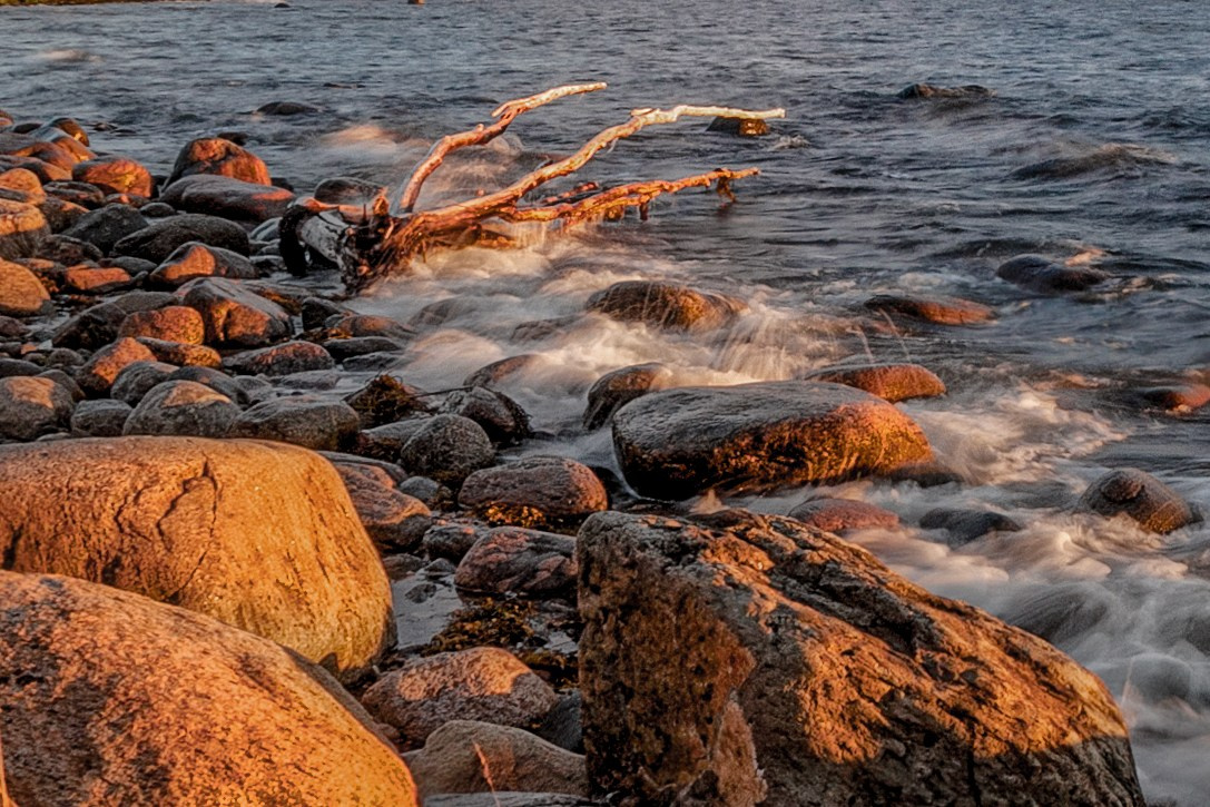 Портрет дерева. Свадьбы, портретная, предметная съемка. Фотограф Александр К