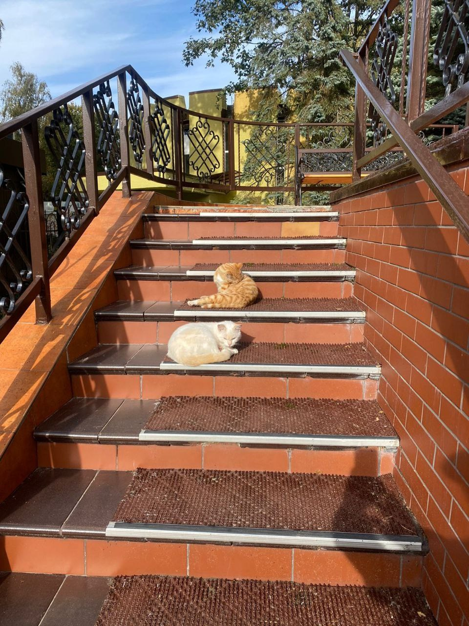 Кошачий рай