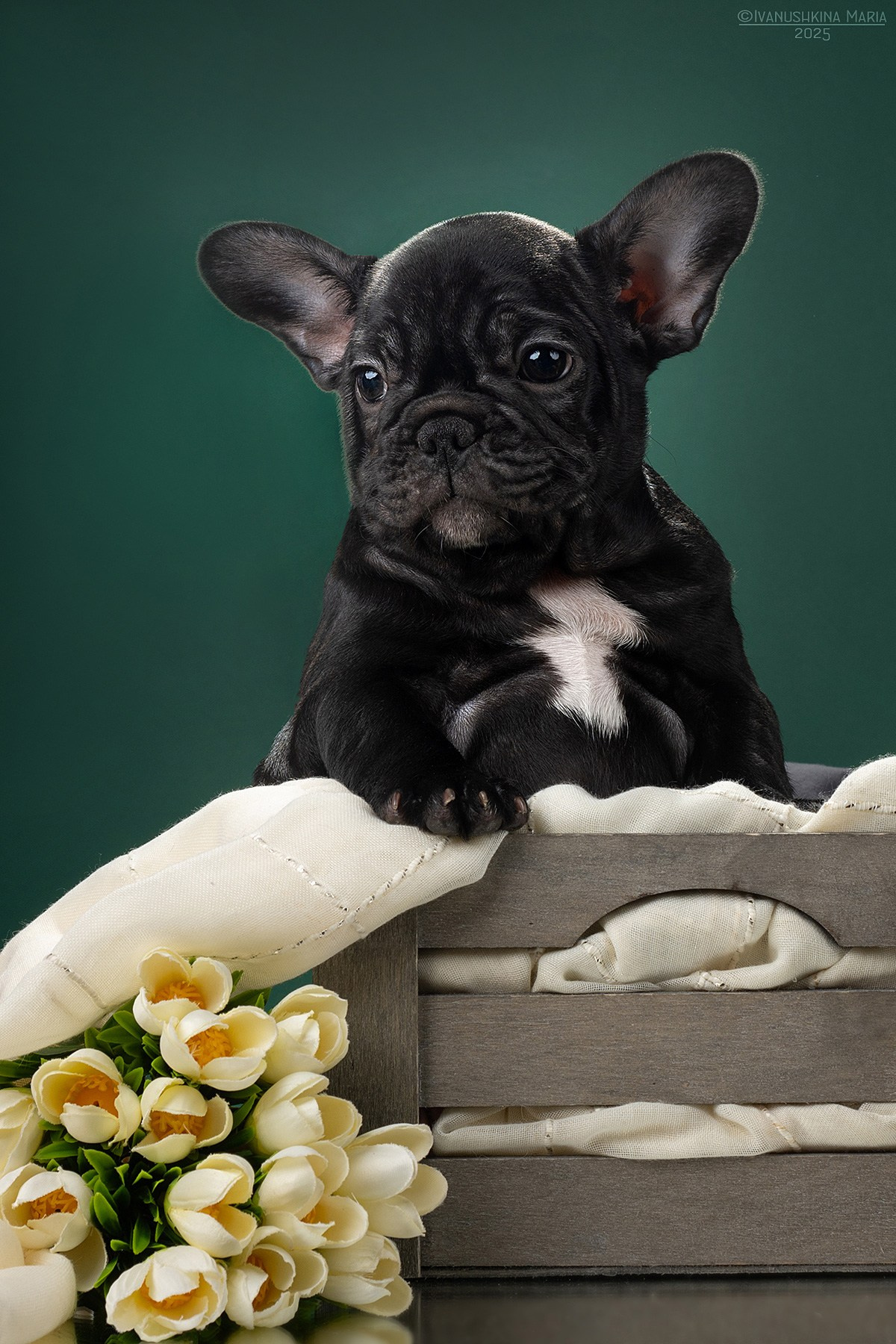 Фотосессия щенков на фонах. Фотограф собак в Москве и Московской области Иванушкина Мария