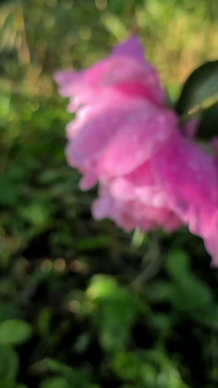 МОБИЛЬНАЯ ВИДЕОГРАФИЯ