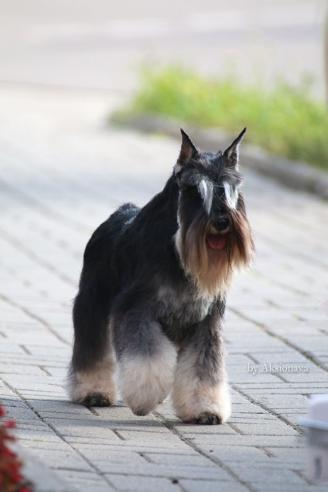 Питомник Делинсо Бэлэнс, щенки цвергшнауцера, купить щенка цвергшнауцера, питомник цвергшнауцеров, кобель цвергшнауцера для вязки, щенок цвергшнауцера, питомник цвергшнауцеров, черный с серебром, цверг, лучший питомник в беларуси, питомник цвергшнауцеров минск