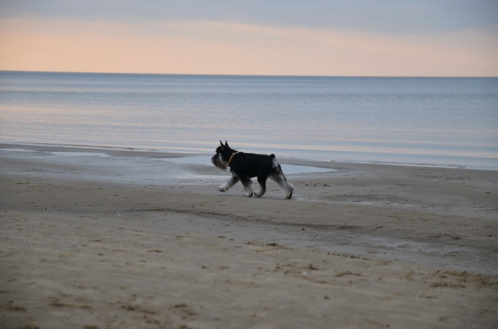 Софи/Asson Ari Vivien Marceau. Питомник цвергшнауцеров в Беларуси «Делинсо Бэлэнс»
